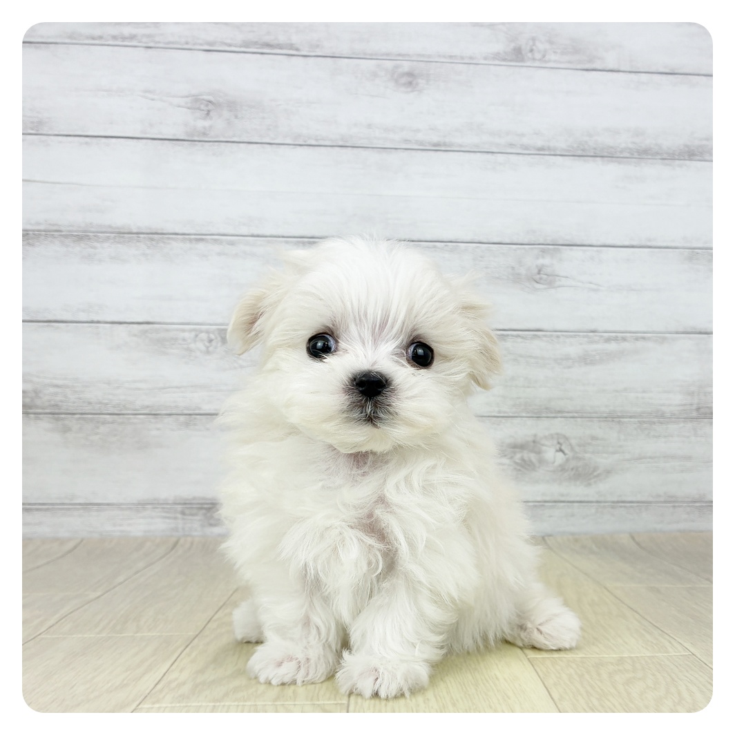 愛知県のマルチーズ (犬の家＆猫の里七宝店/2025年12月26日生まれ/女の子/ホワイト)の子犬