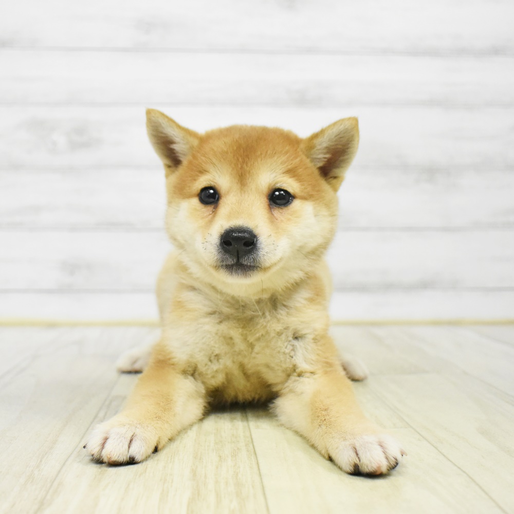 愛知県の柴犬(標準サイズ) (犬の家＆猫の里春日井本店/2025年12月28日生まれ/女の子/赤)の子犬