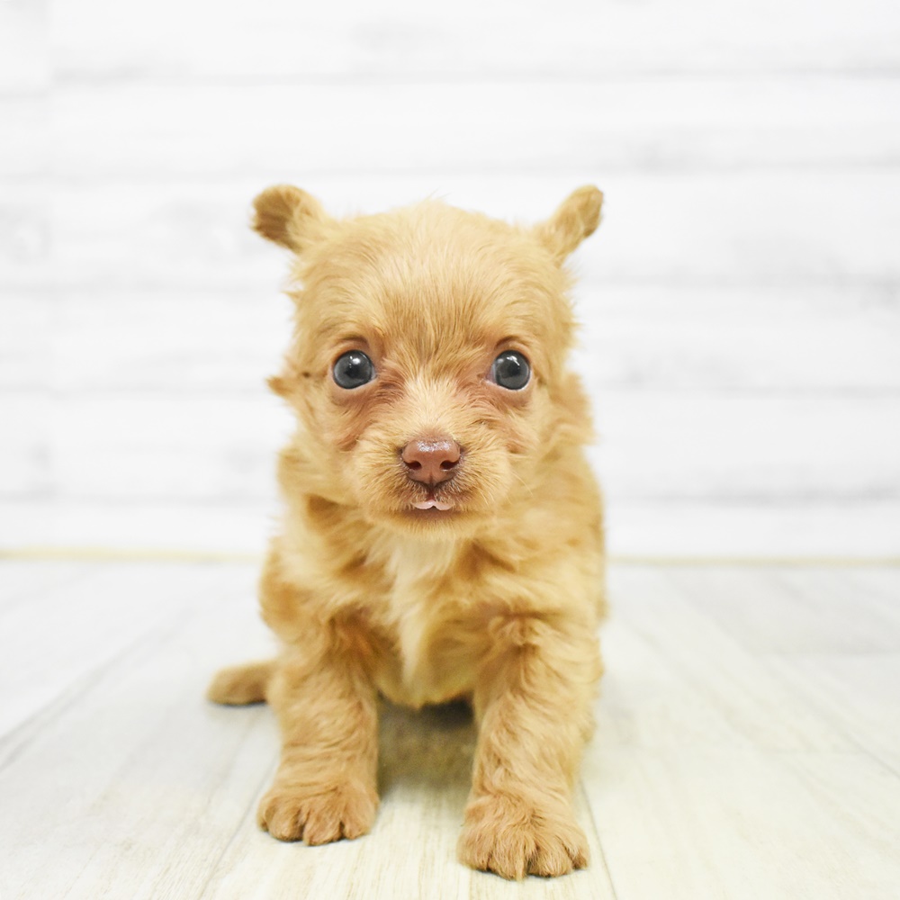 東京都のチワプー/プーチー(チワワ×プードル) (犬の家＆猫の里ペットフォレスト小平店/2025年12月30日生まれ/女の子/レッド)の子犬