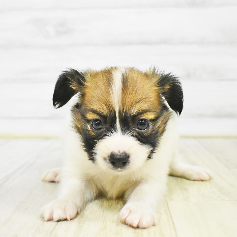 長野県のパピヨン (犬の家＆猫の里長野店/2025年12月30日生まれ/女の子/ホワイトブラウン)の子犬