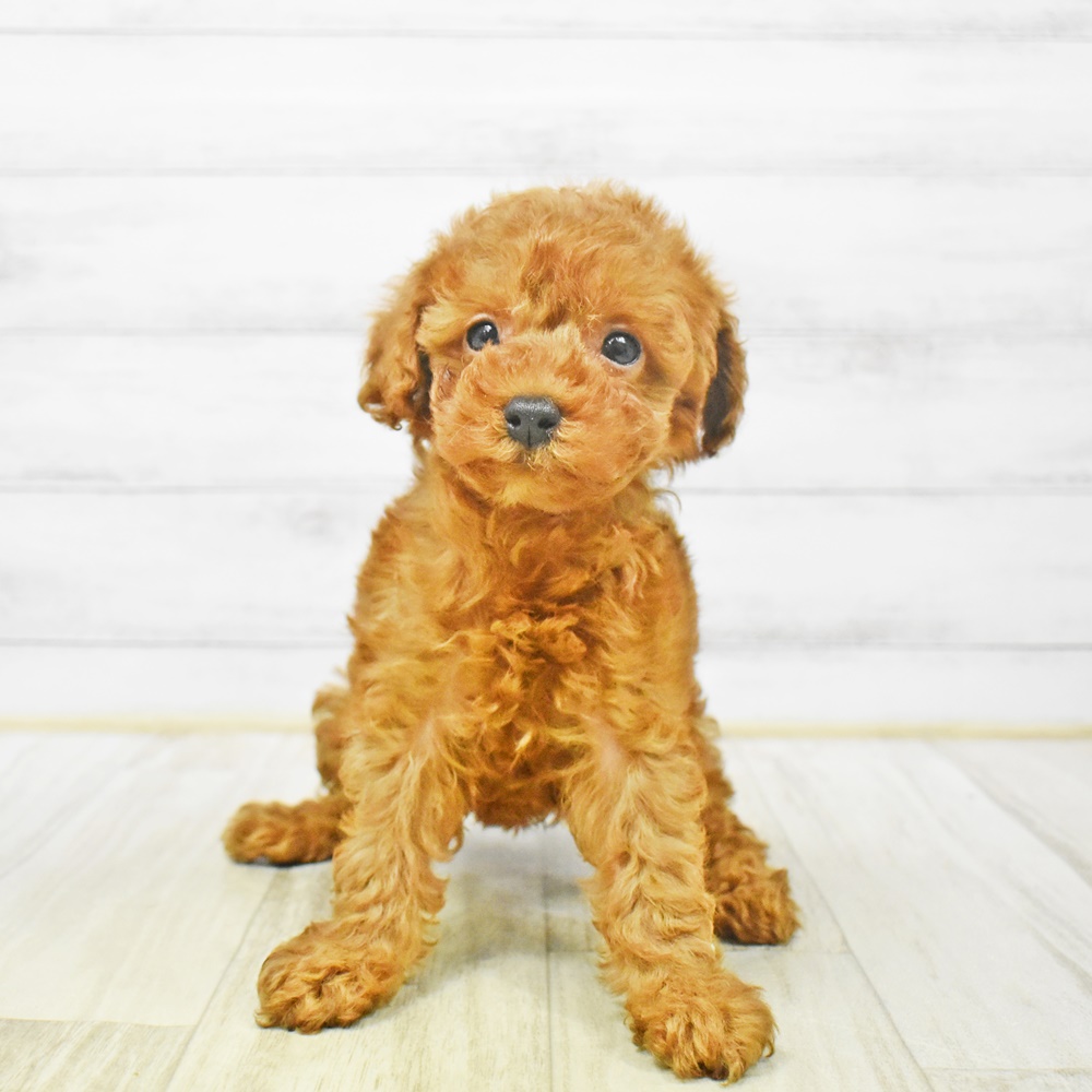 静岡県のトイプードル(トイ) (犬の家＆猫の里MEGAドン・キホーテ袋井店/2025年12月29日生まれ/女の子/レッドフォーン)の子犬