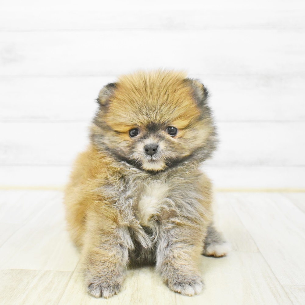 神奈川県のポメラニアン (犬の家＆猫の里小田原店/2025年12月24日生まれ/女の子/オレンジ)の子犬の4枚目の画像