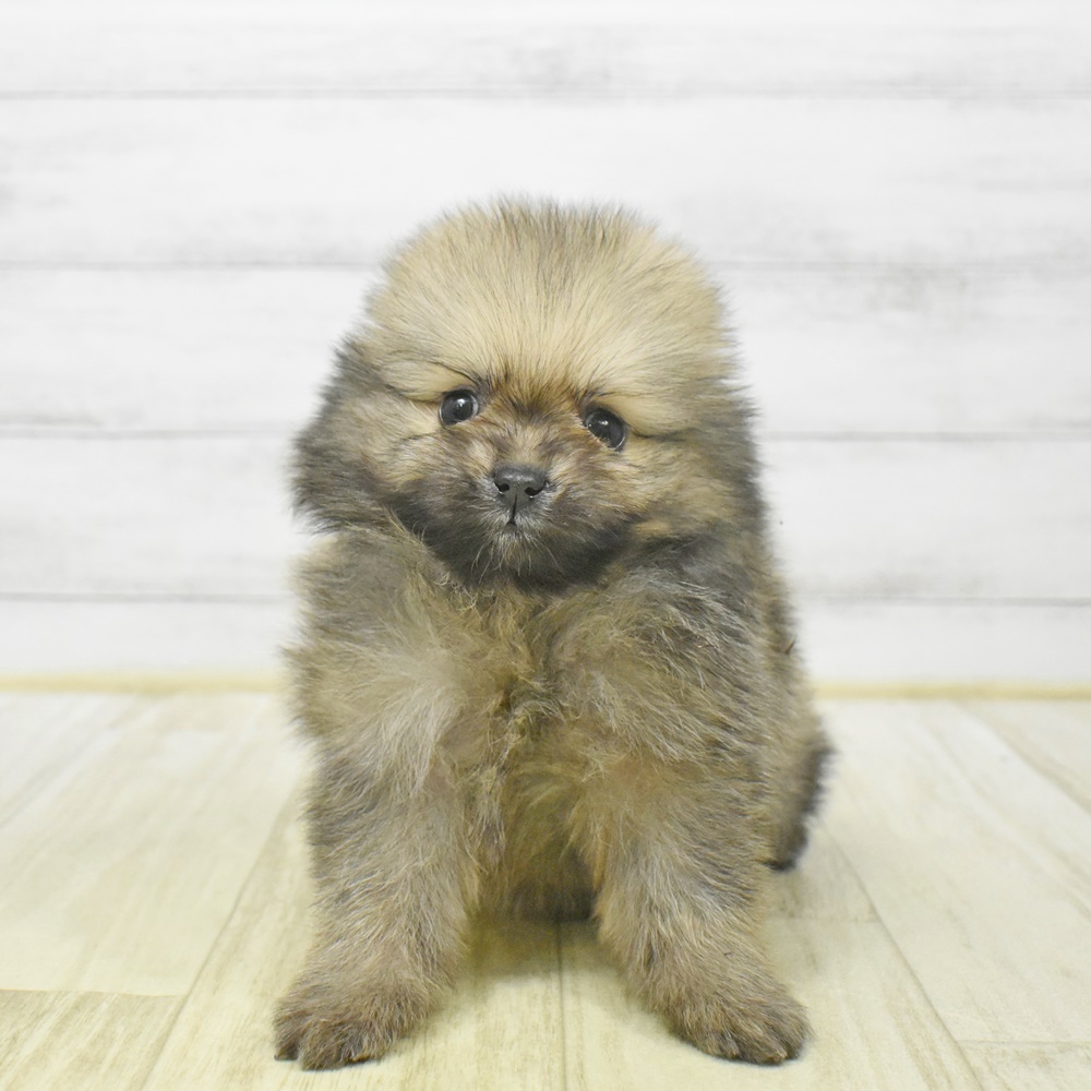愛知県のポメラニアン (犬の家＆猫の里豊川インター店/2025年12月29日生まれ/女の子/オレンジ)の子犬