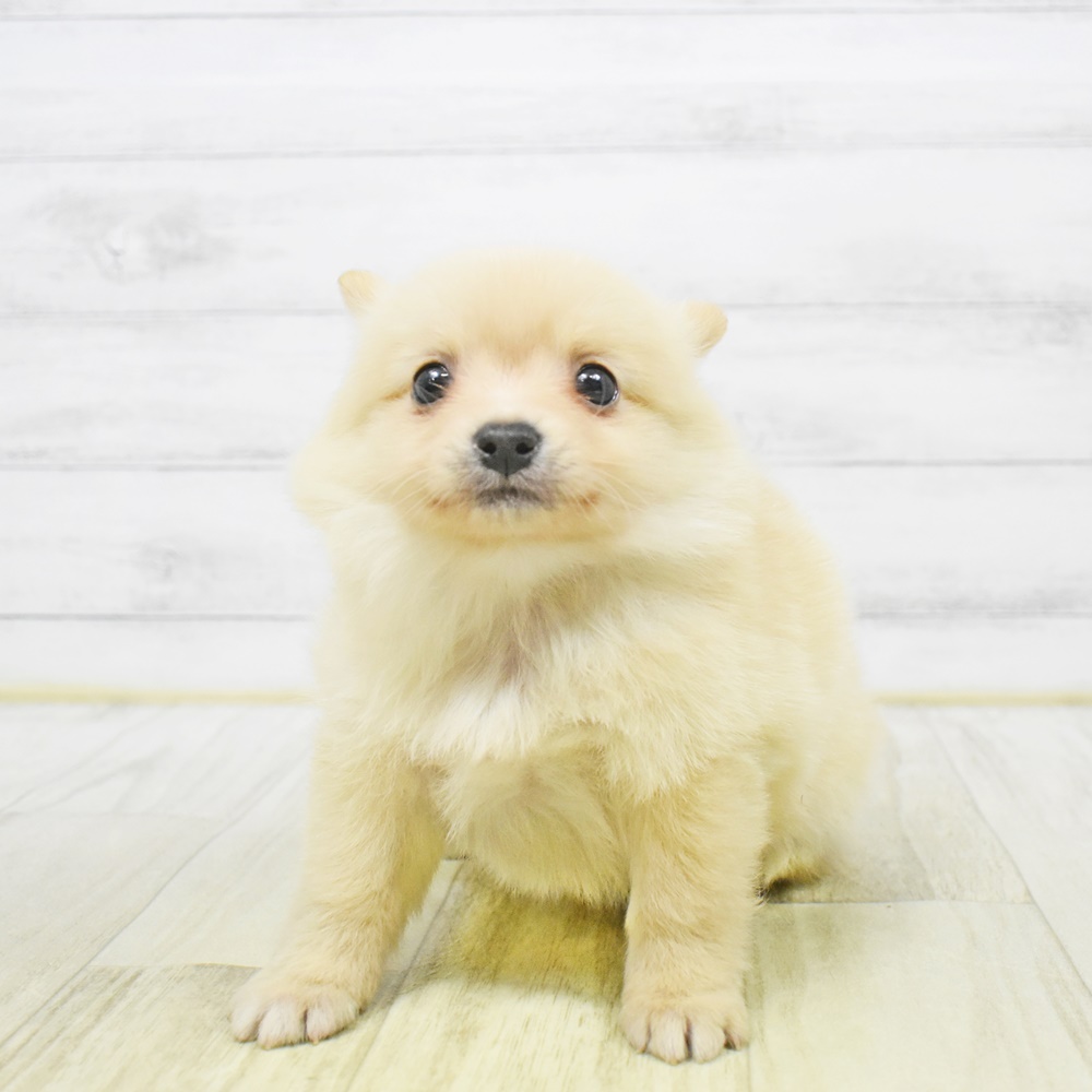 愛知県のポメチワ/チワポメ/ポメチー(ポメラニアン×チワワ) (犬の家＆猫の里春日井本店/2025年12月27日生まれ/女の子/クリーム)の子犬