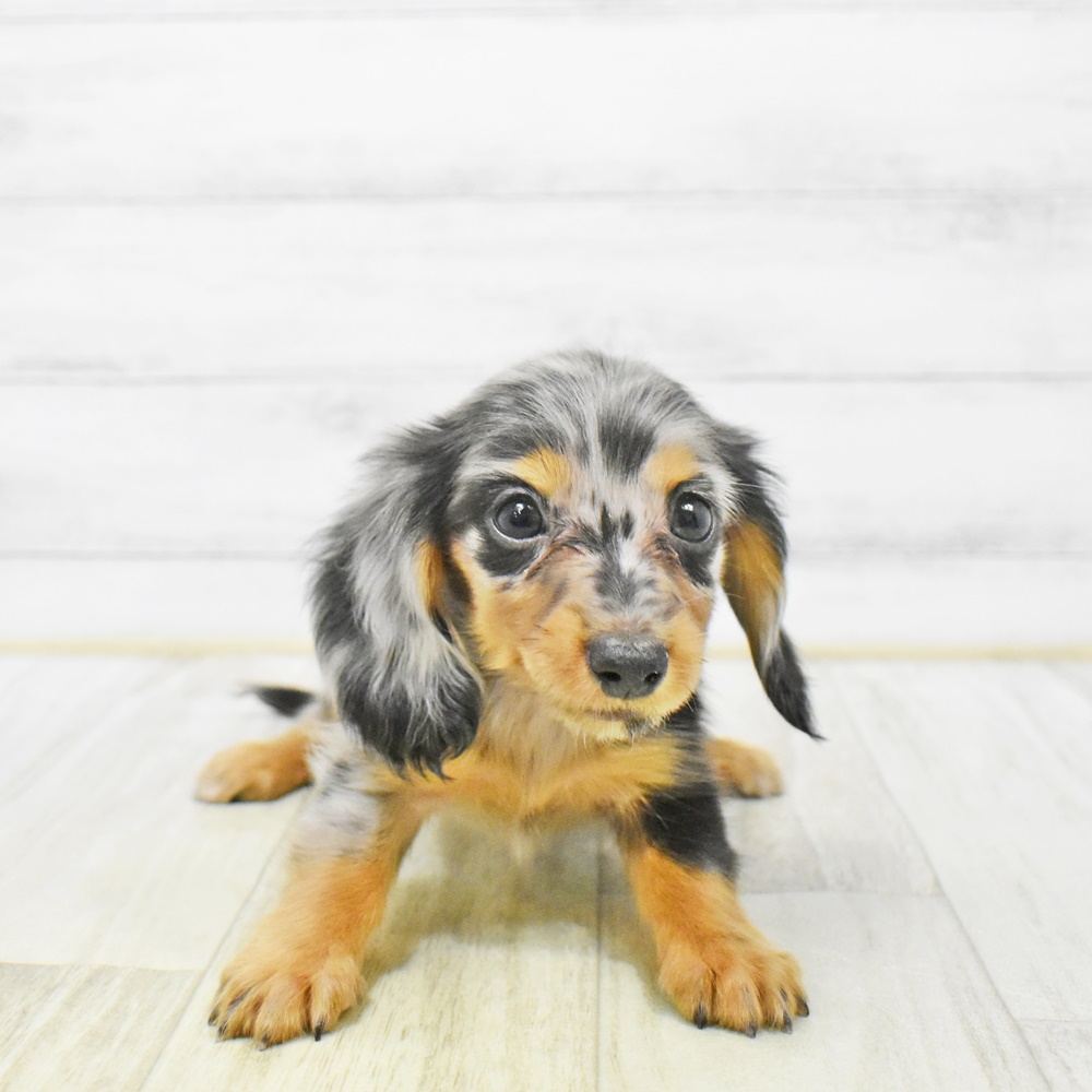静岡県のミニチュアダックスフンド(ロング) (犬の家＆猫の里マークイズ静岡店/2025年12月30日生まれ/女の子/シルバーダップル)の子犬の4枚目の画像