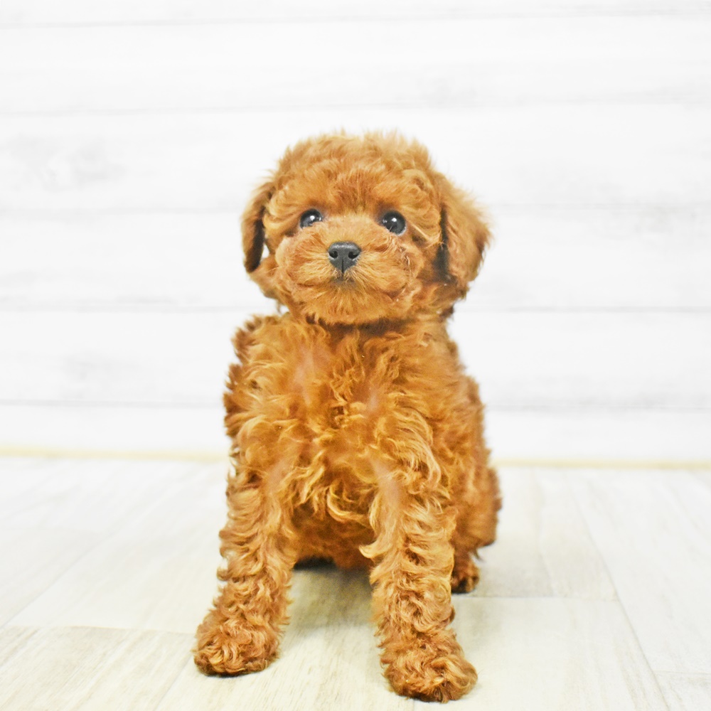 東京都のトイプードル(トイ) (犬の家＆猫の里ペットフォレスト小平店/2025年12月30日生まれ/女の子/レッド)の子犬