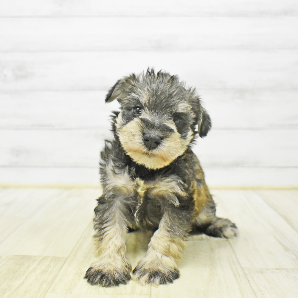 愛知県のミニチュアシュナウザー (犬の家＆猫の里岡崎店/2025年12月30日生まれ/女の子/ソルトペッパー)の子犬