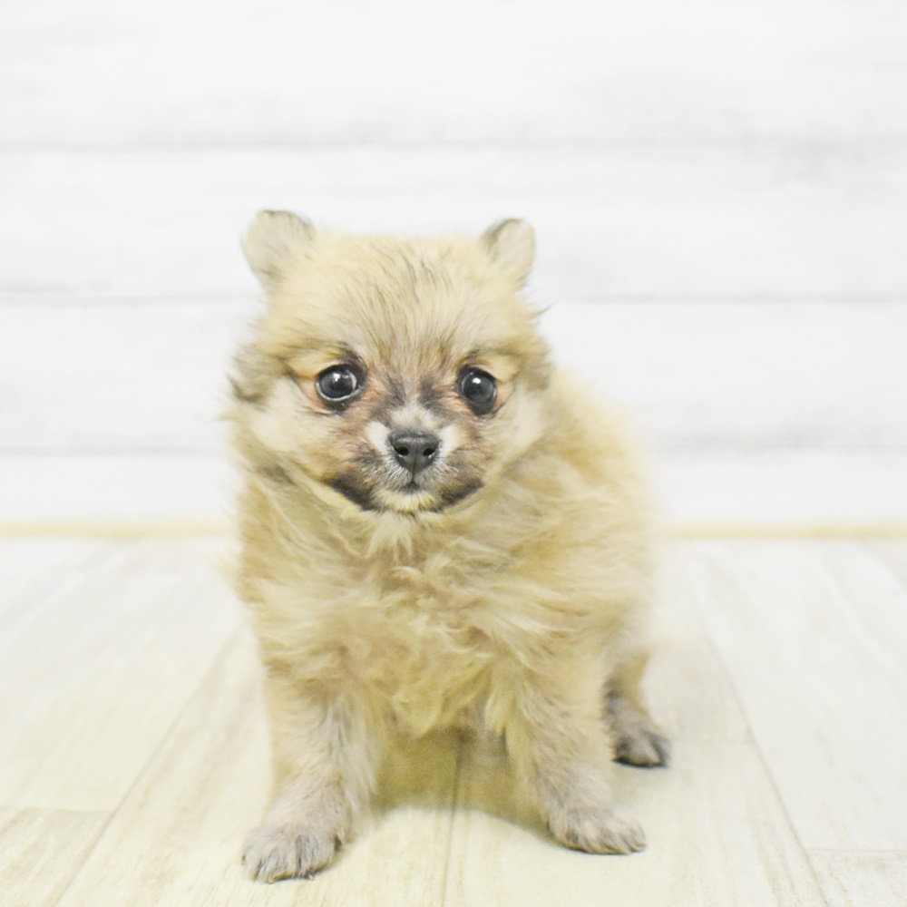 静岡県のポメチワ/チワポメ/ポメチー(ポメラニアン×チワワ) (犬の家＆猫の里藤枝店/2025年12月23日生まれ/女の子/オレンジ)の子犬