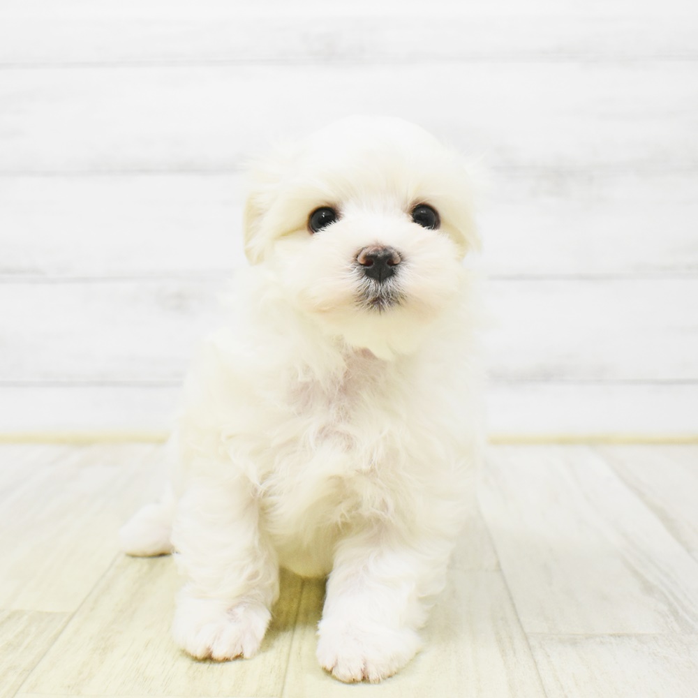 静岡県のマルチーズ (犬の家＆猫の里プレ葉ウォーク浜北店/2025年12月29日生まれ/男の子/ホワイト)の子犬