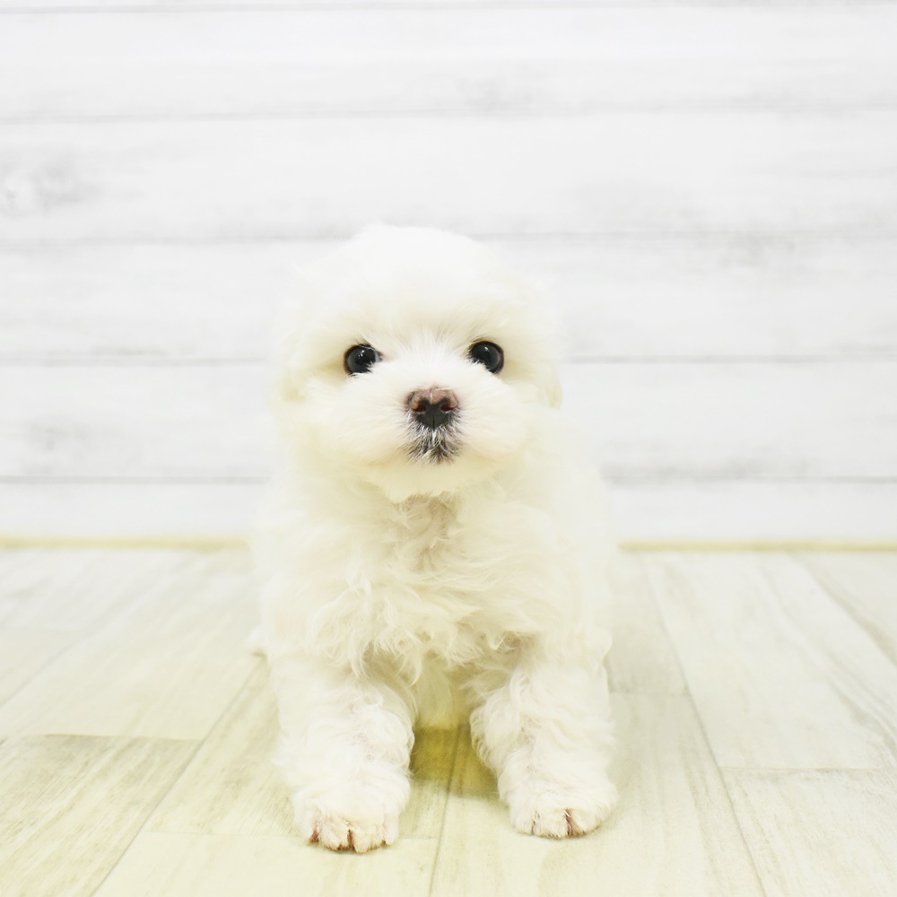 静岡県のマルチーズ (犬の家＆猫の里マークイズ静岡店/2025年12月29日生まれ/男の子/ホワイト)の子犬