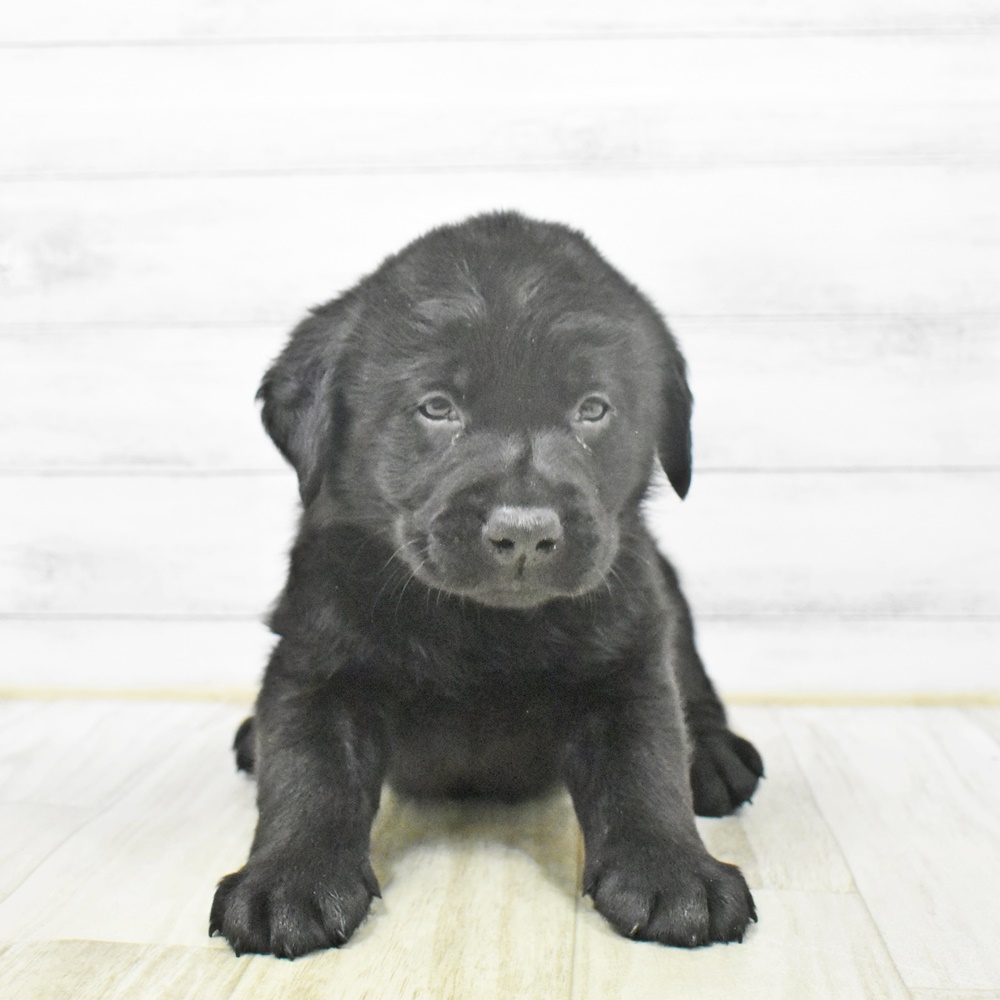 千葉県のラブラドールレトリーバー (犬の家＆猫の里ワンズモール稲毛店/2025年12月29日生まれ/男の子/ブラック)の子犬