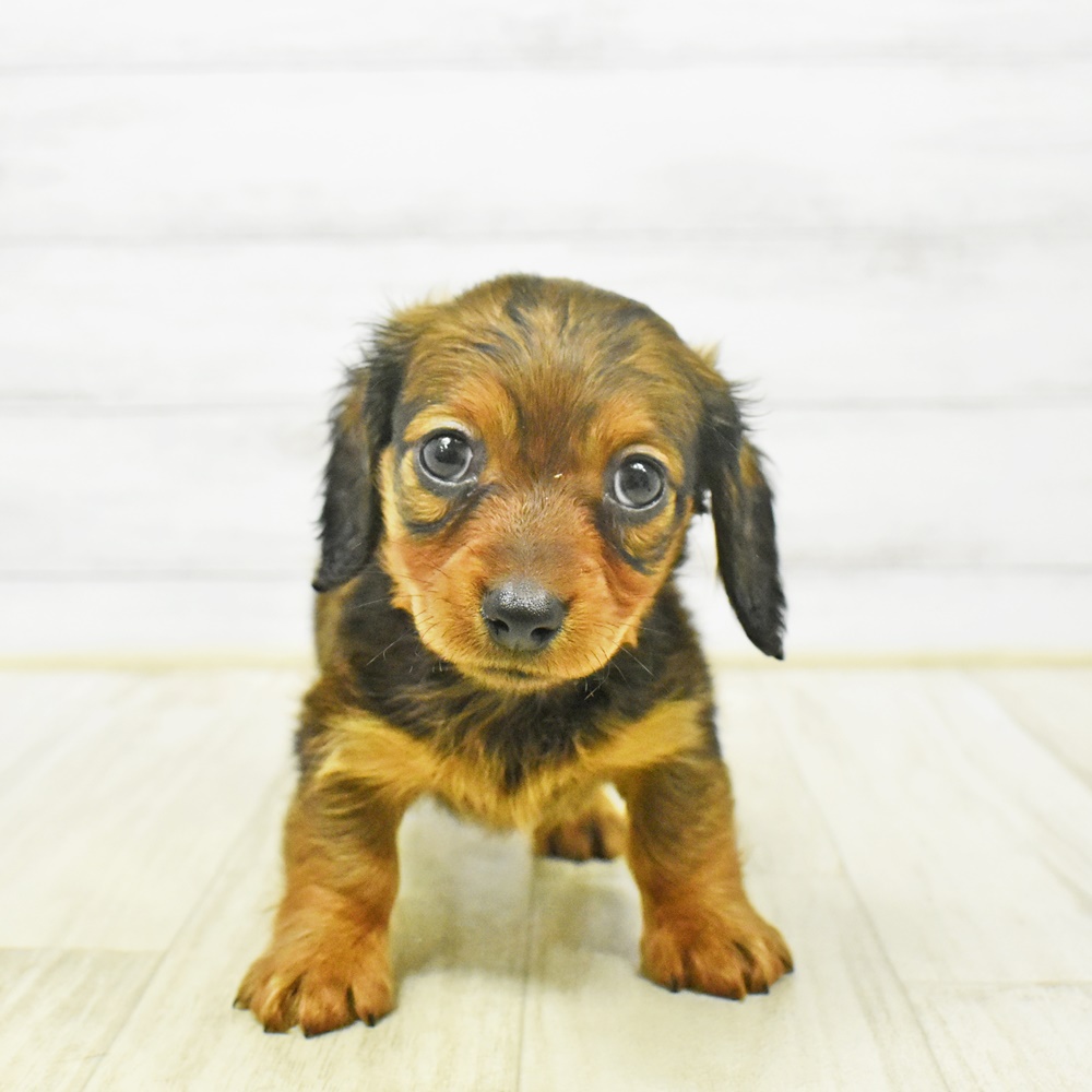 石川県のミニチュアダックスフンド(ロング) (犬の家＆猫の里金沢店/2025年12月29日生まれ/女の子/レッド)の子犬の4枚目の画像