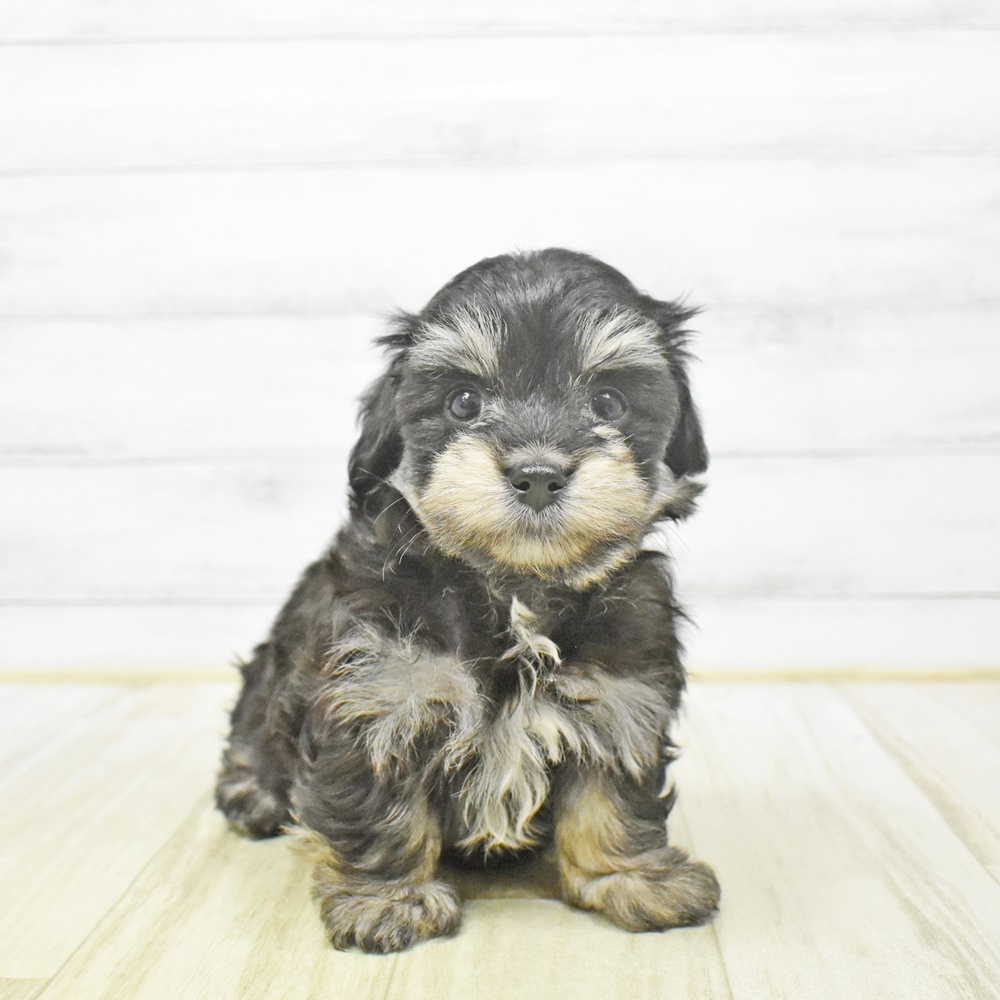 富山県のマルックス(マルチーズ×ダックス) (犬の家＆猫の里アミーゴ山室店/2025年12月28日生まれ/男の子/ブラックタンホワイト)の子犬