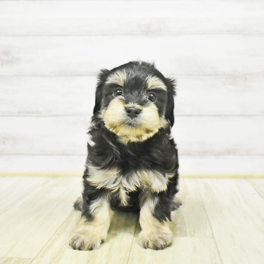 愛知県のマルックス(マルチーズ×ダックス) (犬の家＆猫の里岡崎店/2025年12月28日生まれ/女の子/ブラックタンホワイト)の子犬