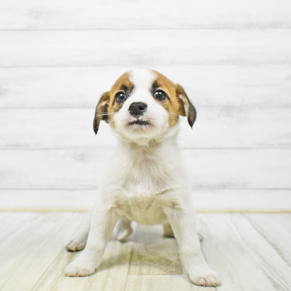 長野県のジャックラッセルテリア (犬の家＆猫の里塩尻店/2025年12月29日生まれ/女の子/タンホワイト)の子犬