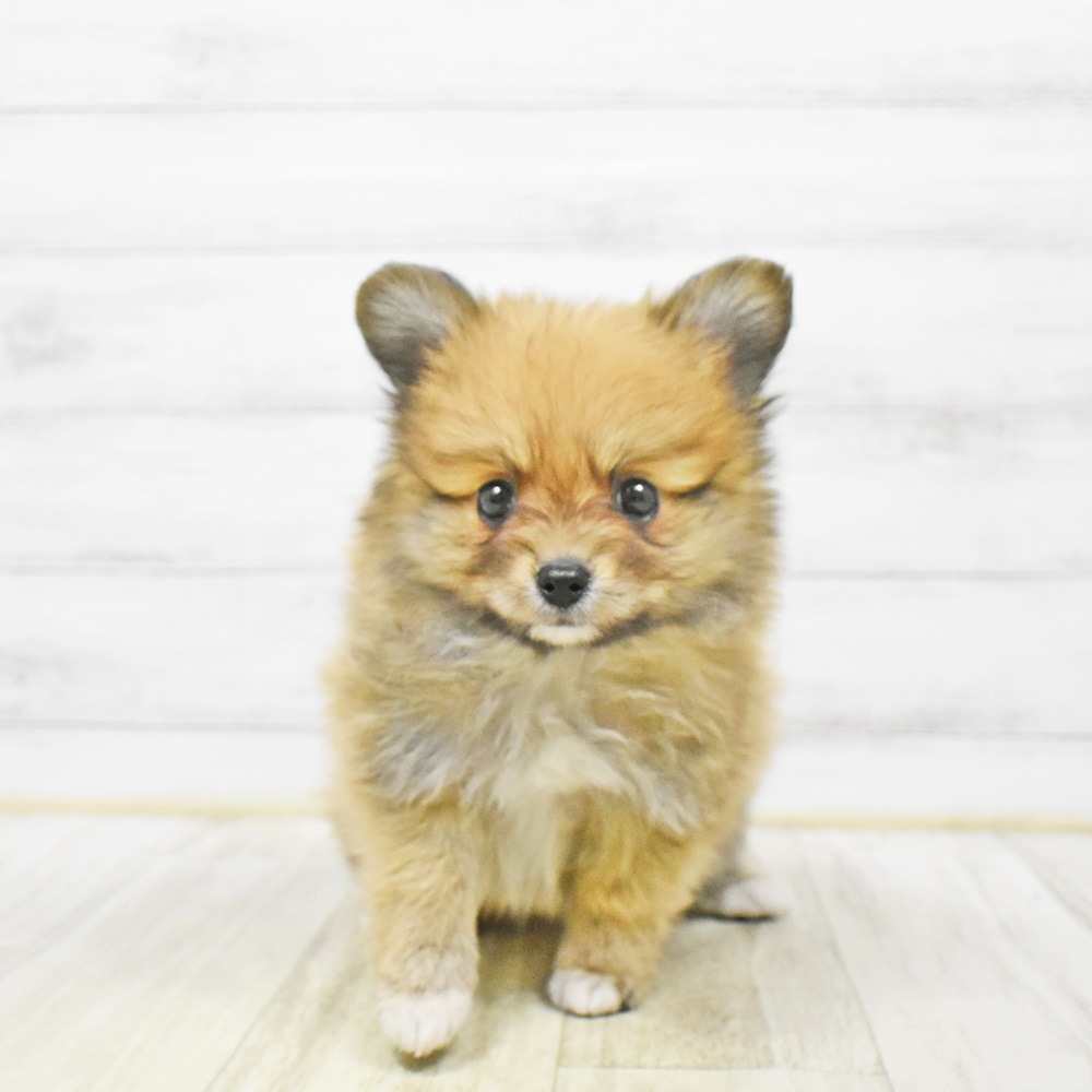 千葉県のポメヨン/パピポメ/ポメパピ(ポメラニアン×パピヨン) (犬の家＆猫の里ワンズモール稲毛店/2025年12月29日生まれ/男の子/オレンジホワイト)の子犬