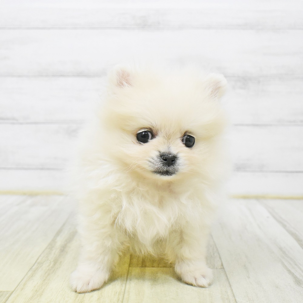 静岡県のポメラニアン (犬の家＆猫の里MEGAドン・キホーテ袋井店/2025年12月30日生まれ/男の子/クリーム)の子犬