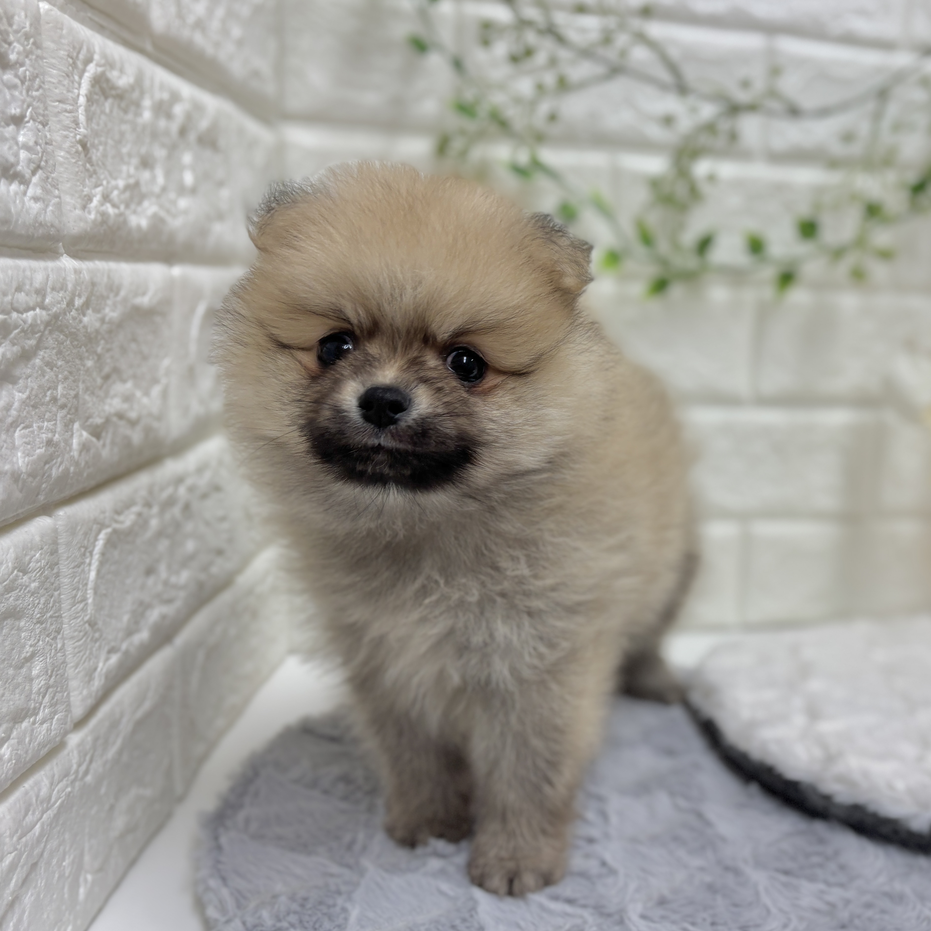 神奈川県のポメラニアン (犬の家＆猫の里相模原店/2025年12月30日生まれ/男の子/オレンジセーブル)の子犬の1枚目の画像