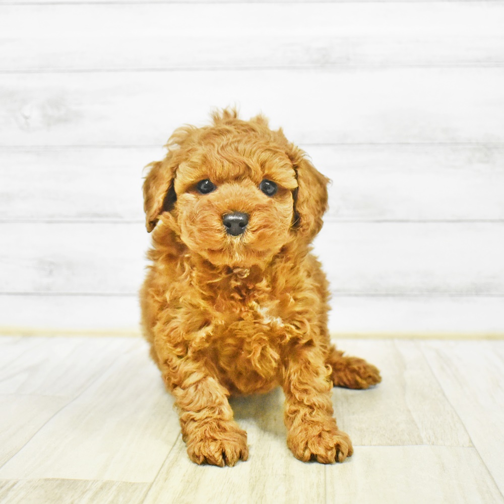 神奈川県のトイプードル(トイ) (犬の家＆猫の里相模原店/2025年12月30日生まれ/男の子/アプリコット)の子犬