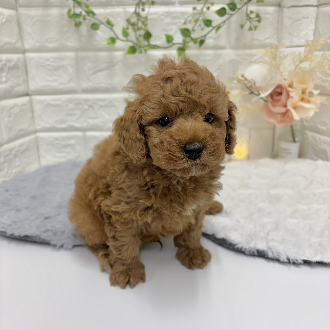 神奈川県のトイプードル(トイ) (犬の家＆猫の里相模原店/2025年12月30日生まれ/男の子/アプリコット)の子犬の1枚目の画像