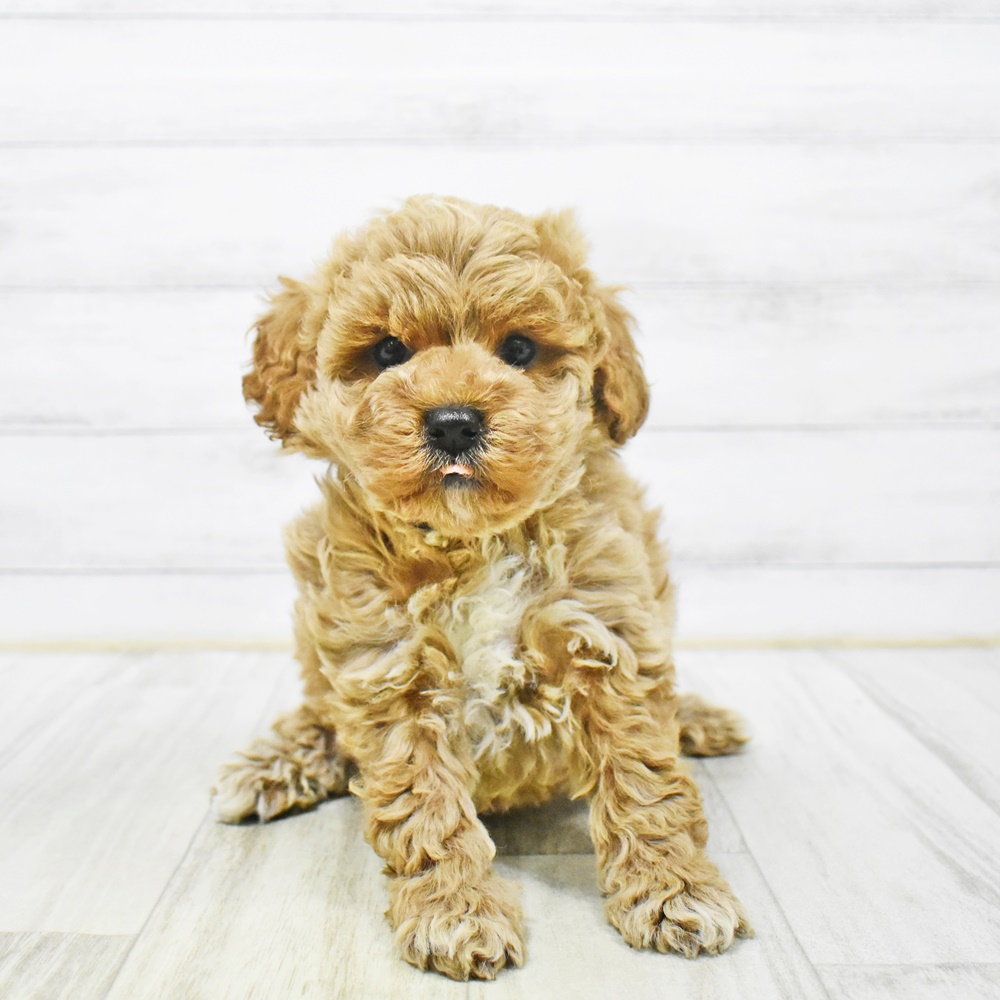 富山県のトイプードル(トイ) (犬の家＆猫の里アミーゴ山室店/2025年12月30日生まれ/男の子/クリーム)の子犬