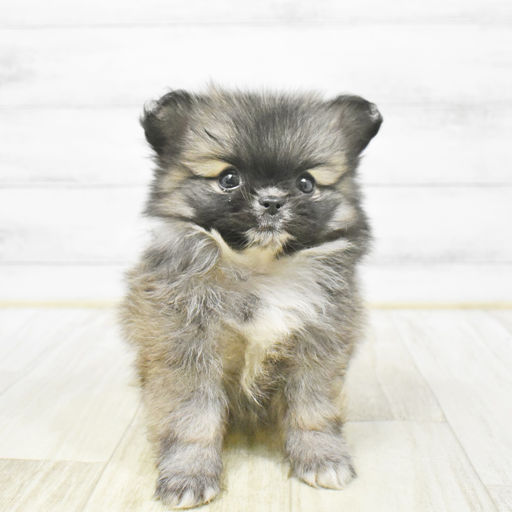 愛知県のペキポメ/ポメペキ(ペキニーズ×ポメラニアン) (犬の家＆猫の里岡崎店/2025年12月30日生まれ/女の子/フォーン)の子犬