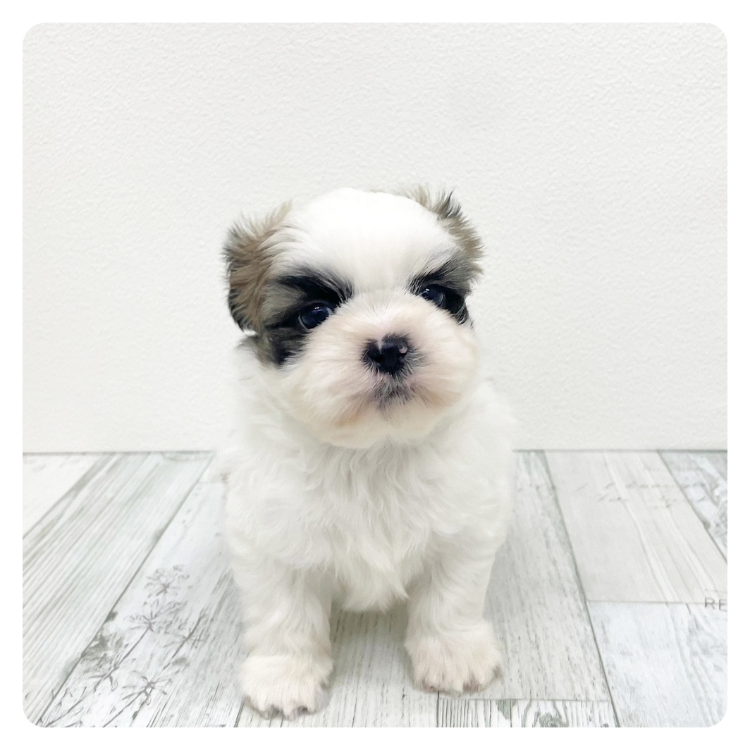 福岡県のシーズー (犬の家＆猫の里トリアス久山店/2025年12月30日生まれ/男の子/ホワイトゴールド)の子犬