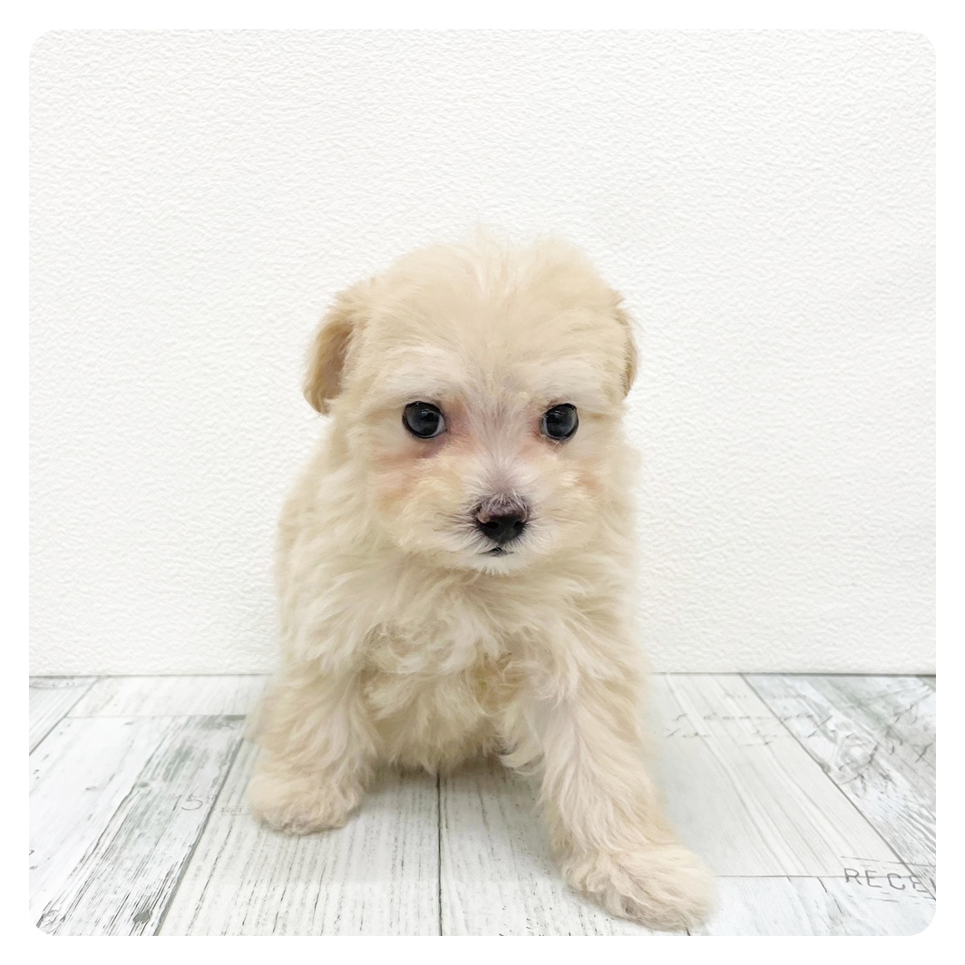 福岡県のマルプー(マルチーズ×プードル) (犬の家＆猫の里シュロアモール筑紫野店/2025年12月27日生まれ/女の子/クリーム)の子犬の2枚目の画像
