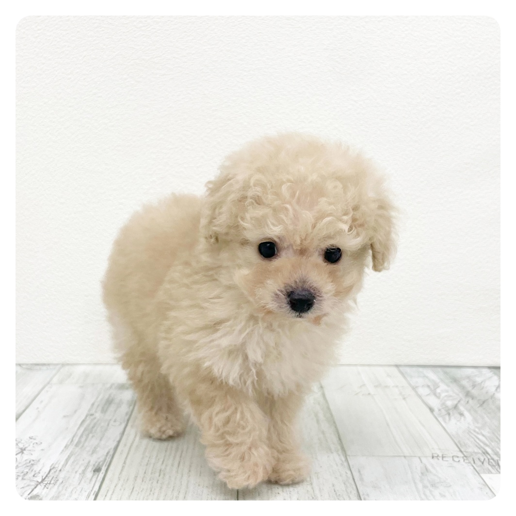 福岡県のトイプードル(ティーカップ) (犬の家＆猫の里トリアス久山店/2025年12月30日生まれ/男の子/シャンパンゴールド)の子犬