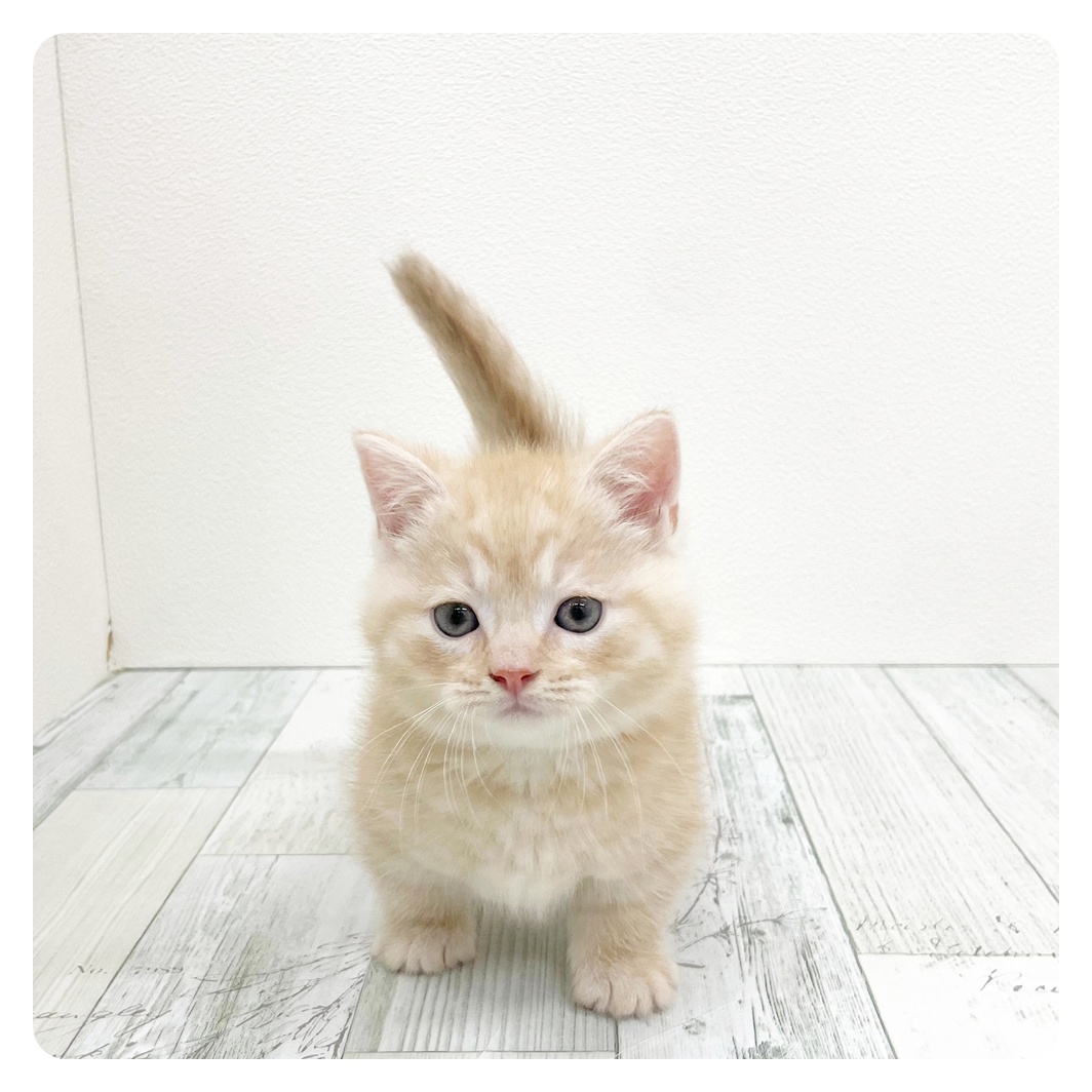 福岡県のマンチカン (犬の家＆猫の里シュロアモール筑紫野店/2025年12月30日生まれ/男の子/クリームタビー)の子猫