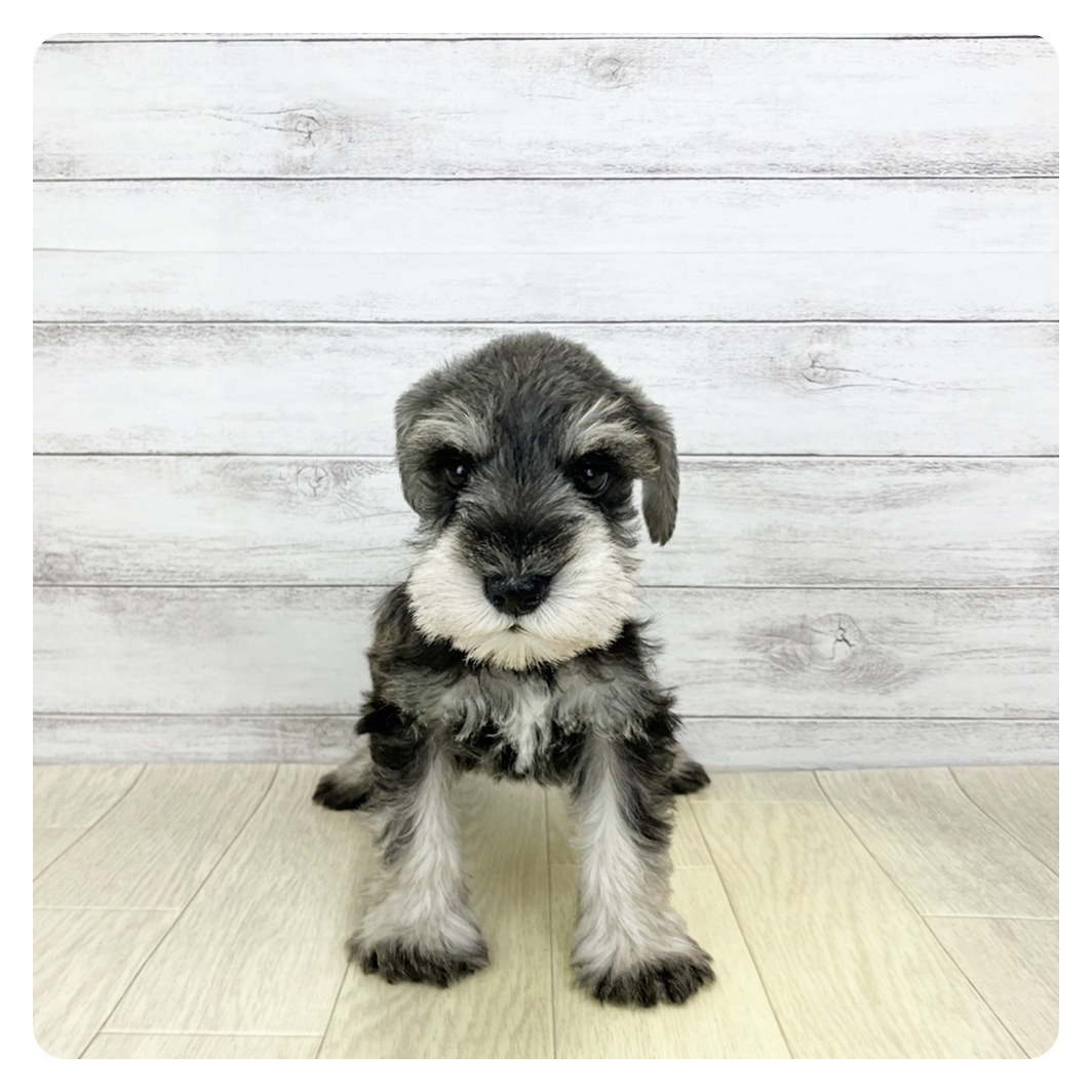 兵庫県のミニチュアシュナウザー (犬の家＆猫の里カナート西神戸店/2025年12月23日生まれ/男の子/ソルトペッパー)の子犬の2枚目の画像