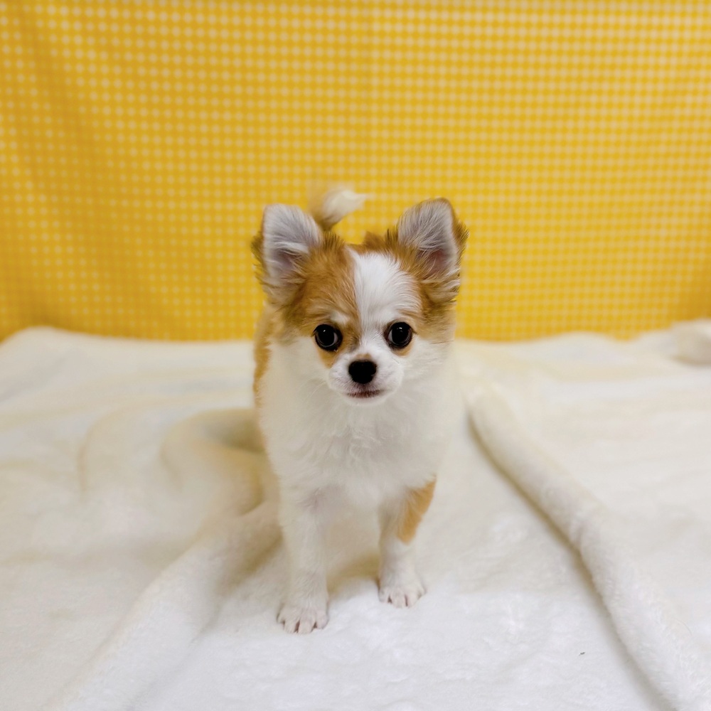 愛知県のチワワ(ロング) (犬の家＆猫の里一宮店/2025年12月30日生まれ/男の子/フォーンホワイト)の子犬の1枚目の画像