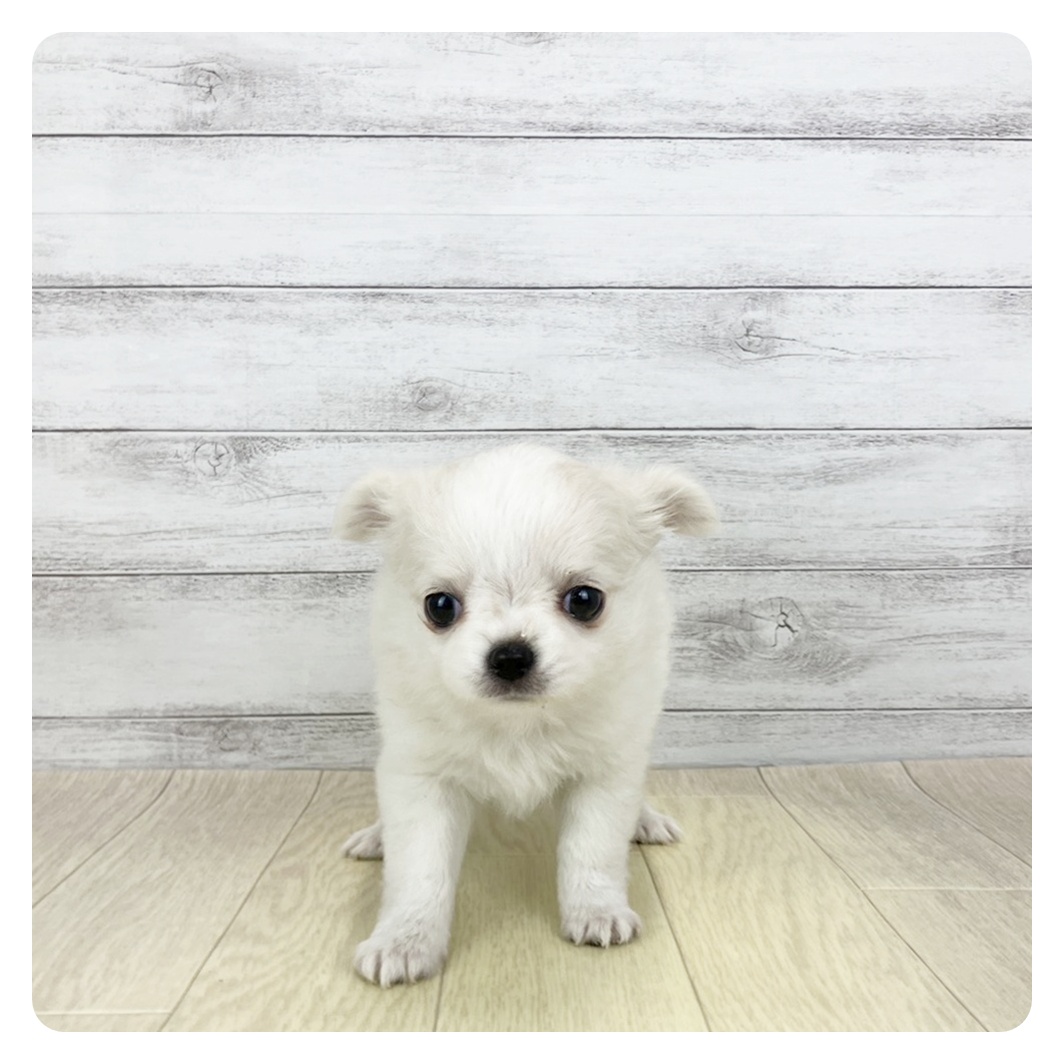 愛知県のチワワ(ロング) (犬の家＆猫の里碧南店/2025年12月30日生まれ/女の子/クリームホワイト)の子犬の2枚目の画像