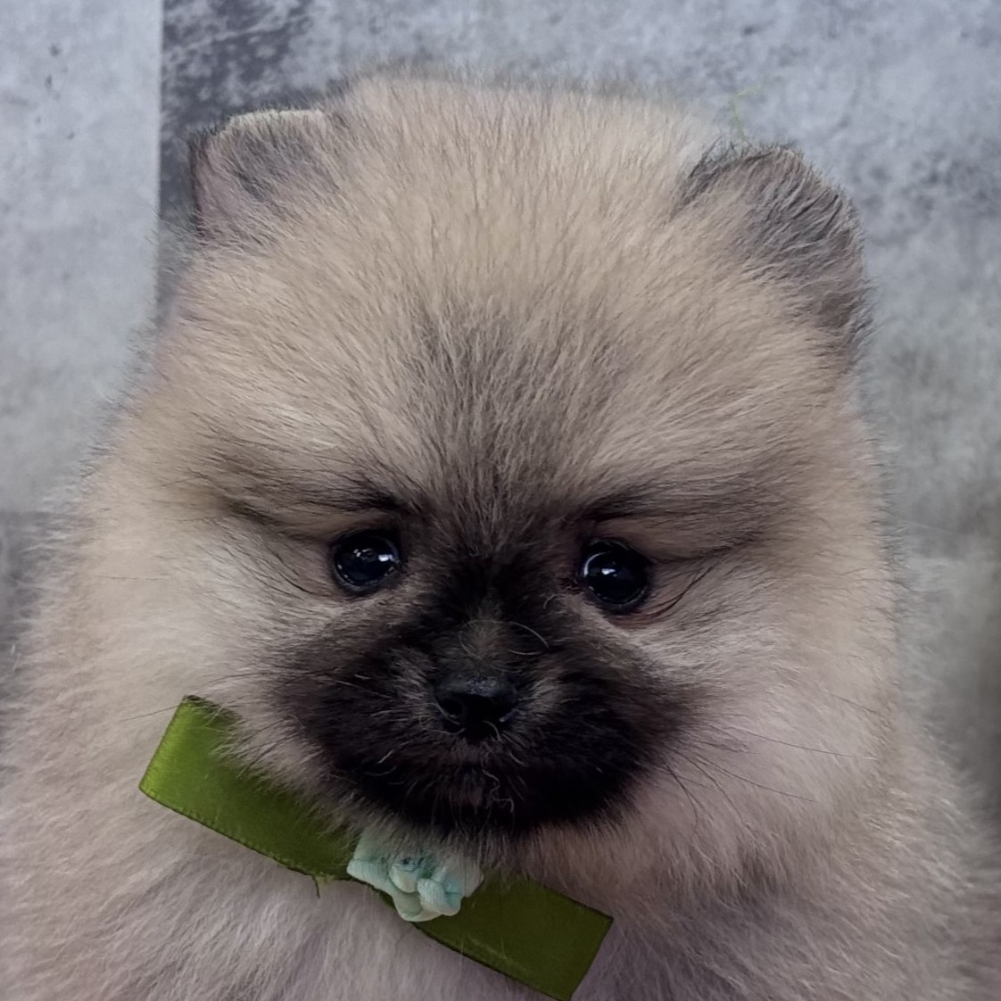 石川県のポメラニアン (犬の家＆猫の里金沢店/2025年12月30日生まれ/女の子/ウルフセーブル)の子犬の1枚目の画像