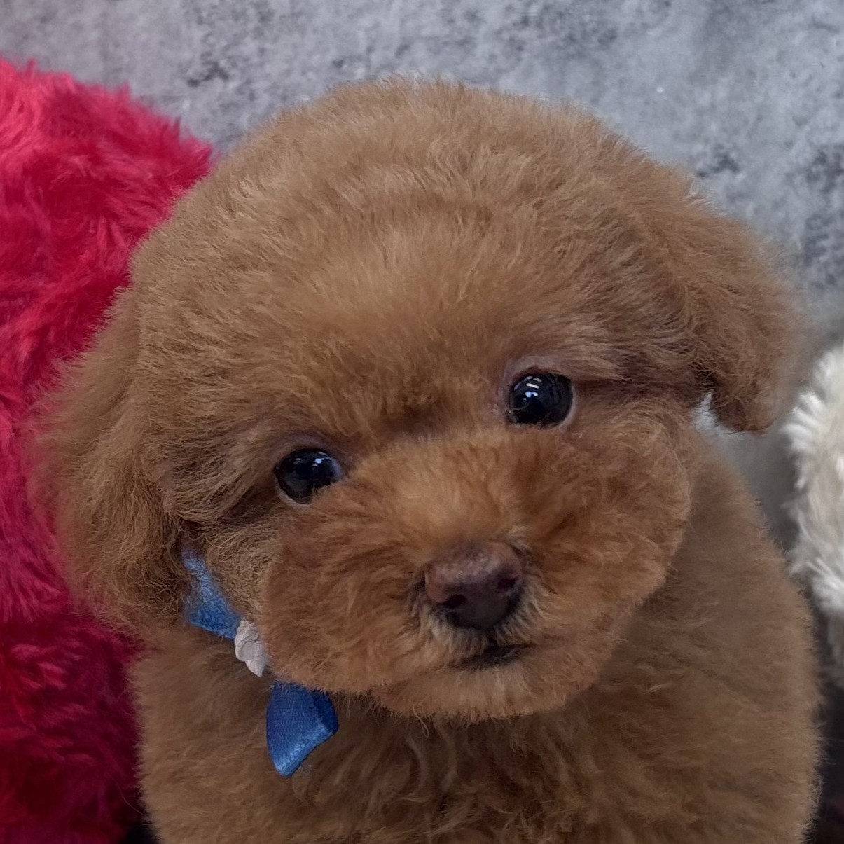 トイプードル女の子の写真