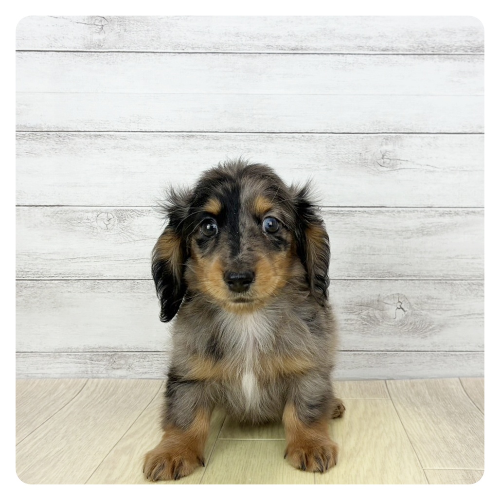 2025年12月31日生まれのミニチュアダックスフンド(ロング)