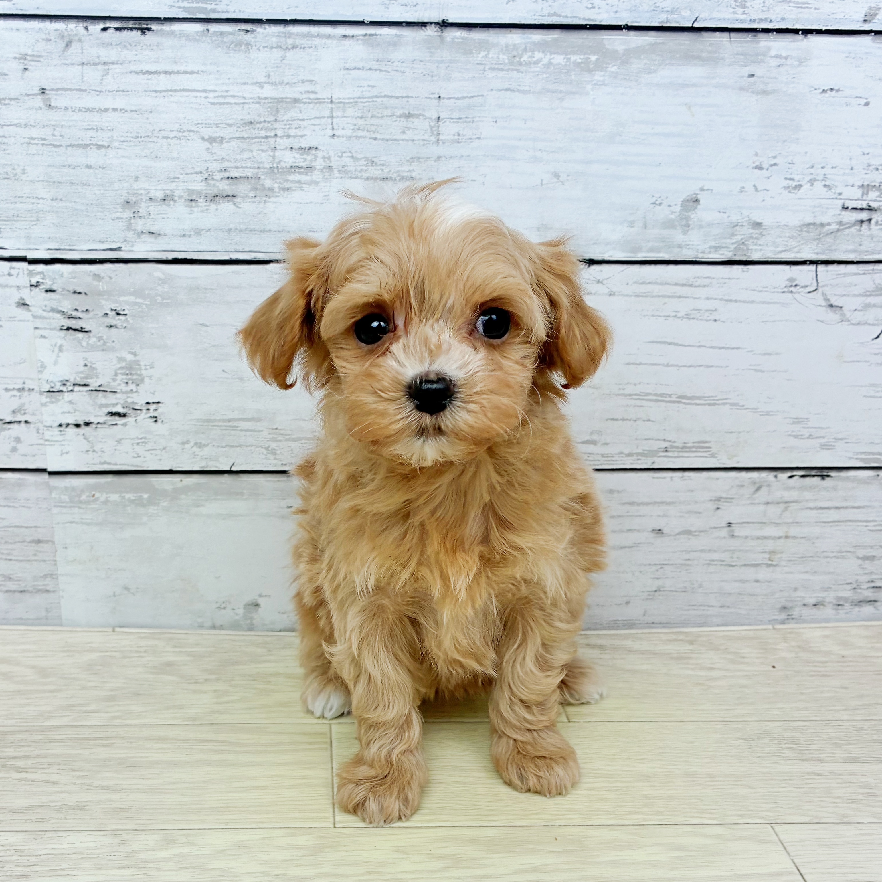 兵庫県のマルプー(マルチーズ×プードル) (犬の家＆猫の里川西店/2025年12月30日生まれ/女の子/クリームホワイト)の子犬