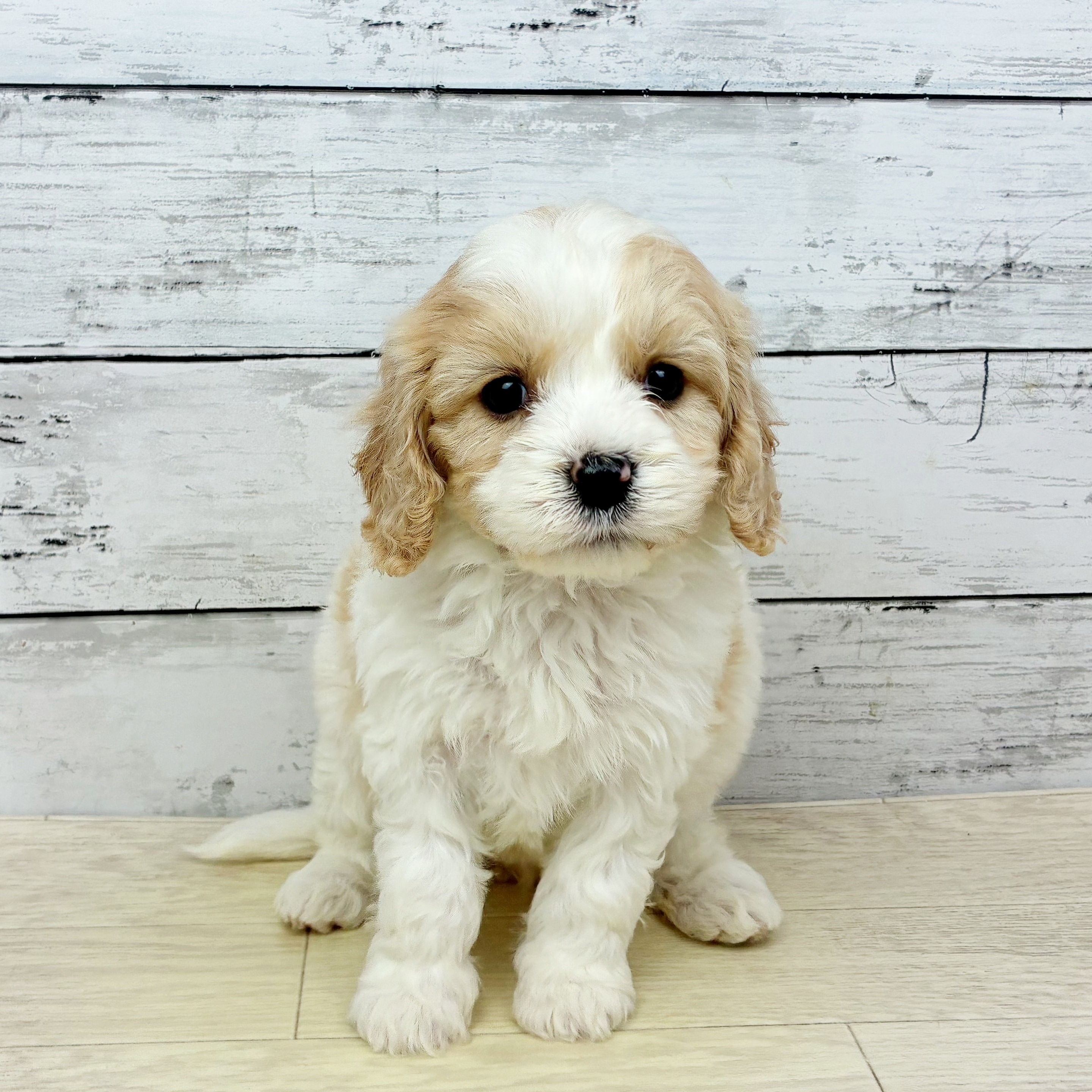 大阪府のハーフ犬・ミックス犬 (犬の家＆猫の里そよら東岸和田店/2025年12月29日生まれ/女の子/クリームホワイト)の子犬の2枚目の画像