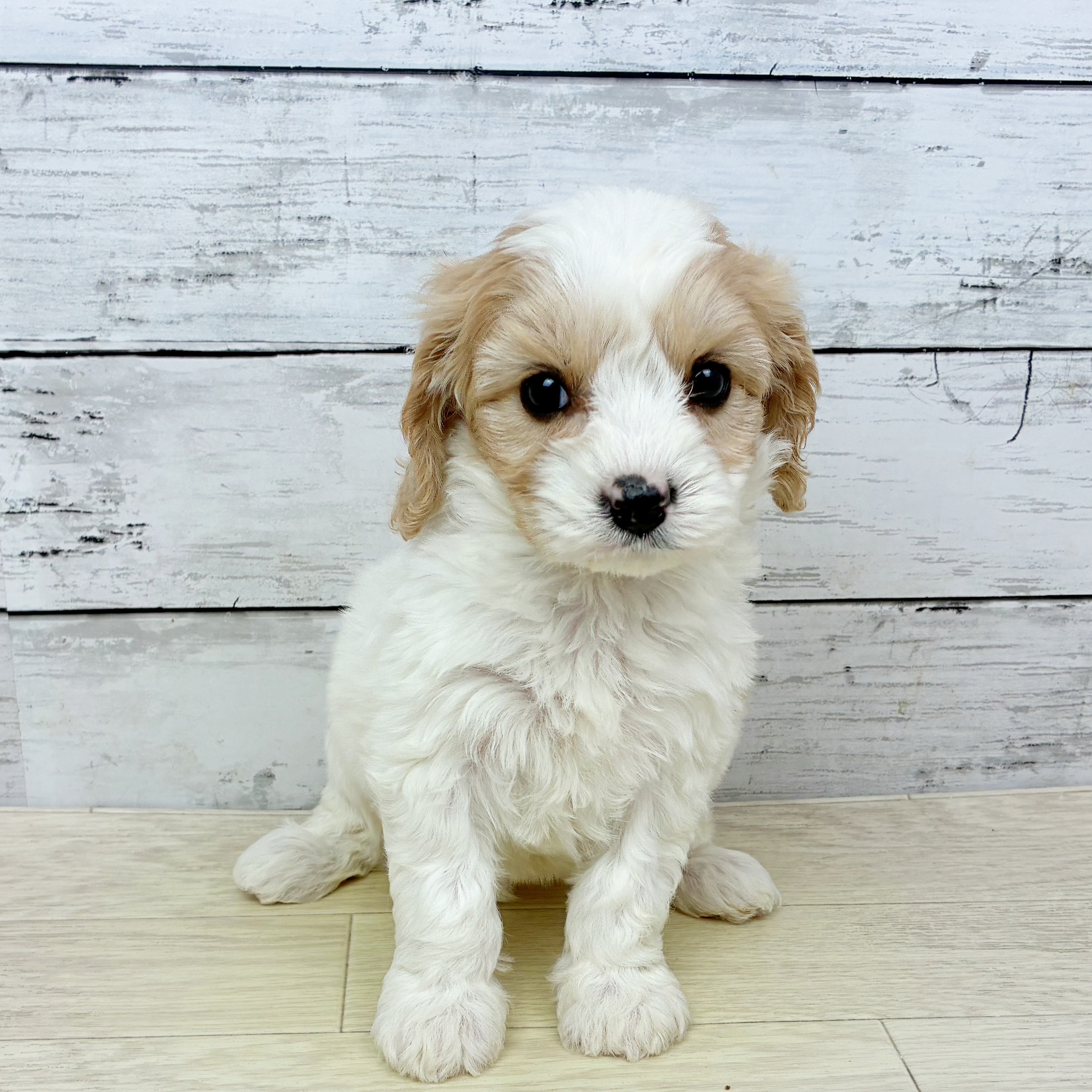 滋賀県のハーフ犬・ミックス犬 (犬の家＆猫の里近江八幡店/2025年12月29日生まれ/女の子/クリームホワイト)の子犬の2枚目の画像