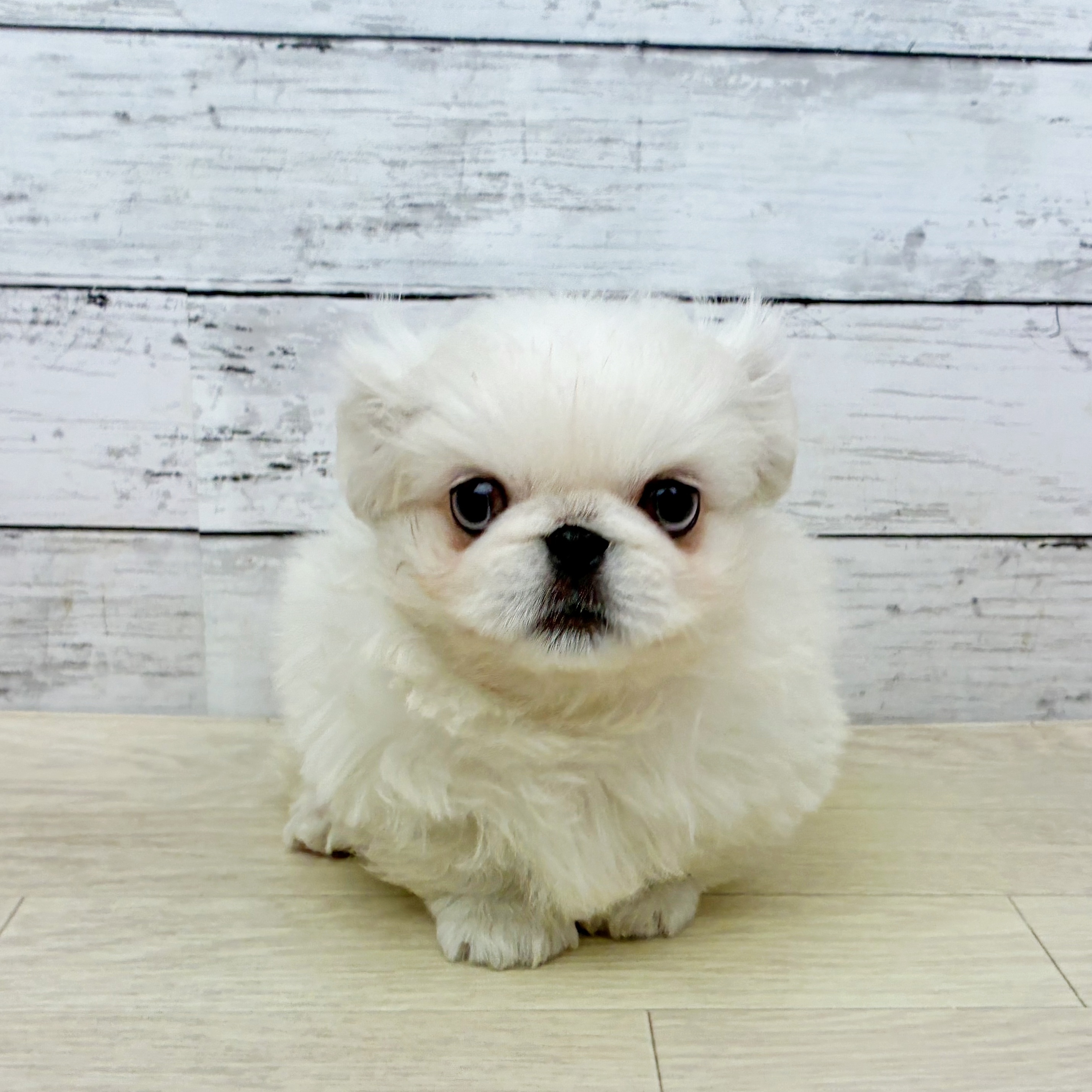 兵庫県のペキニーズ (犬の家＆猫の里ゆめタウン姫路店/2026年1月1日生まれ/男の子/ホワイト)の子犬