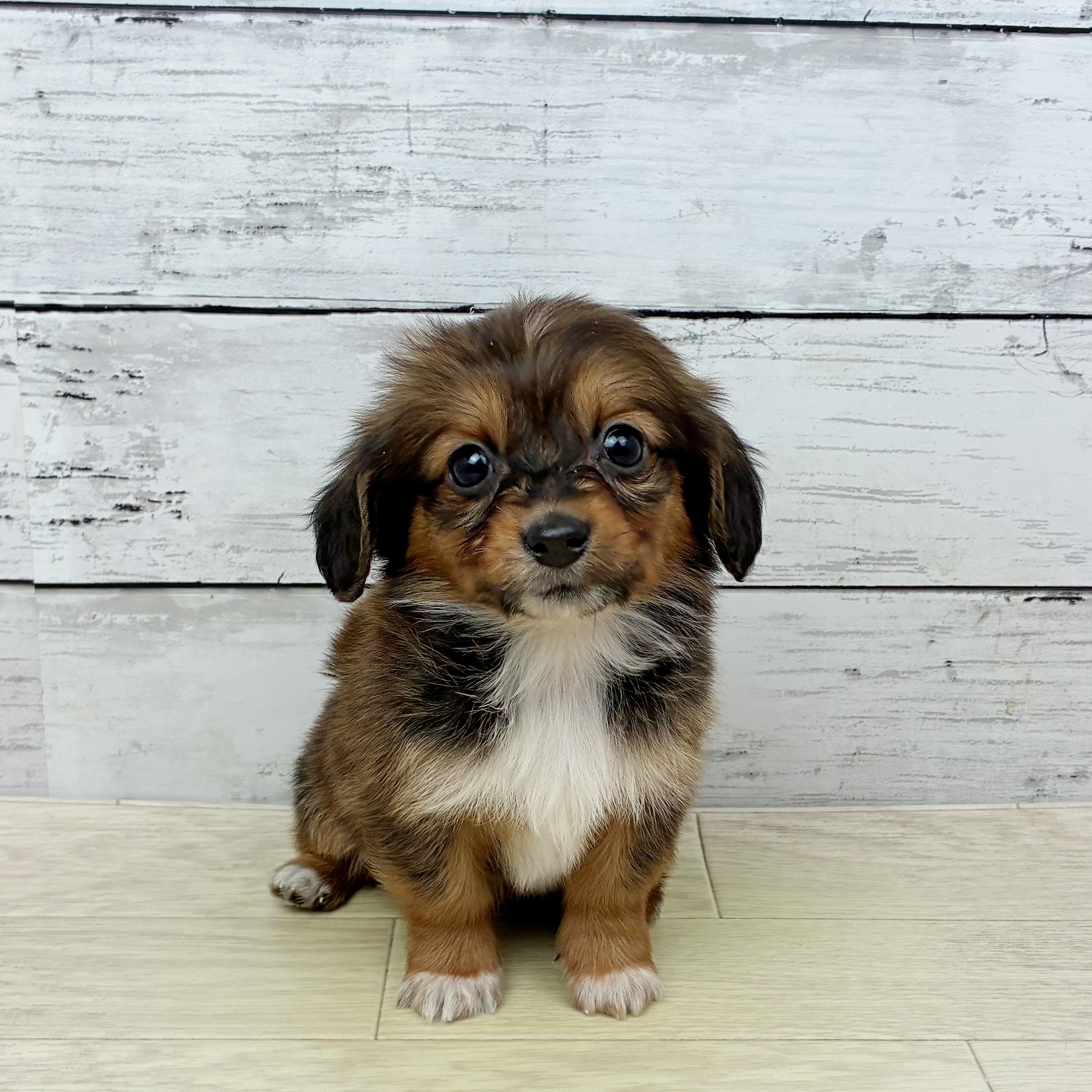 岡山県のハーフ犬・ミックス犬 (犬の家＆猫の里倉敷店/2025年12月30日生まれ/男の子/レッド)の子犬の2枚目の画像