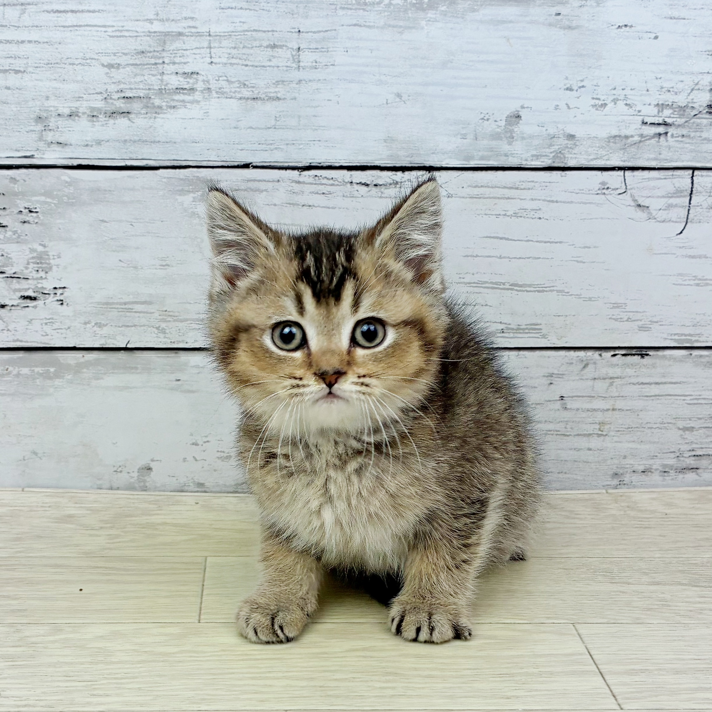 兵庫県のブリティッシュショートヘアー (犬の家＆猫の里川西店/2026年1月1日生まれ/男の子/ブラウンティックドタビー)の子猫