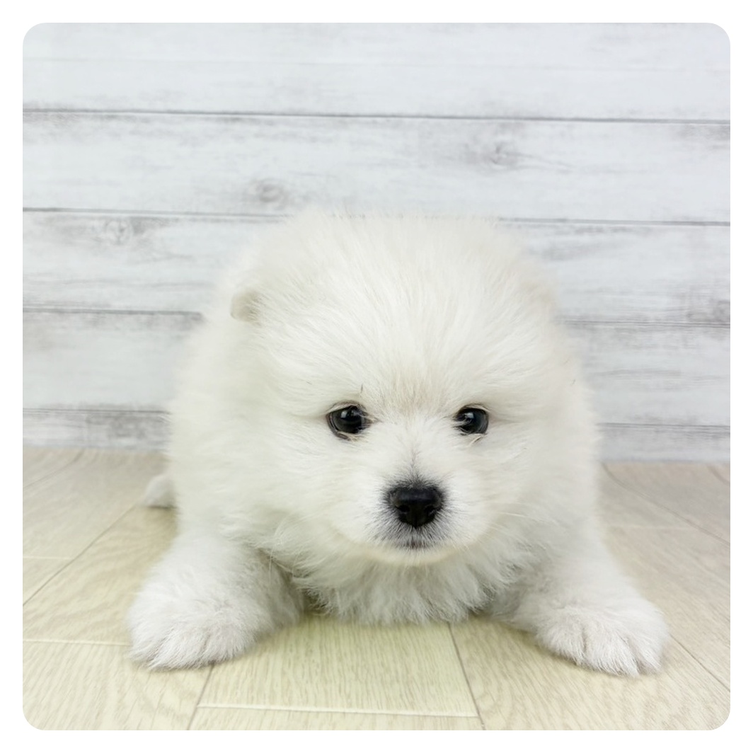 2026年1月2日生まれのポメラニアン