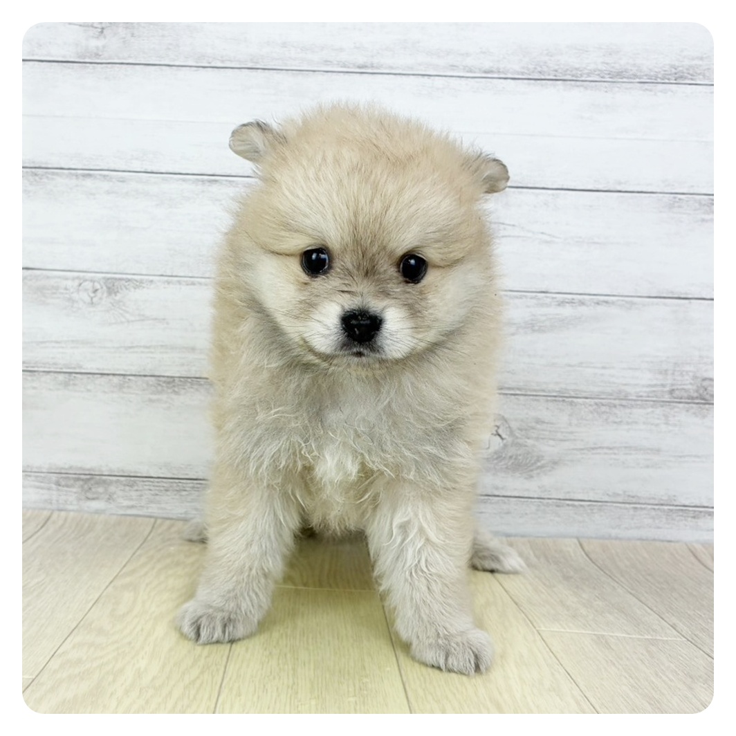 ポメラニアン男の子の写真