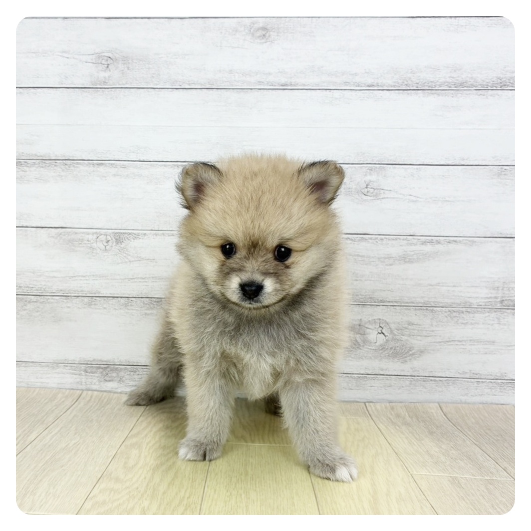 ポメラニアン女の子の写真