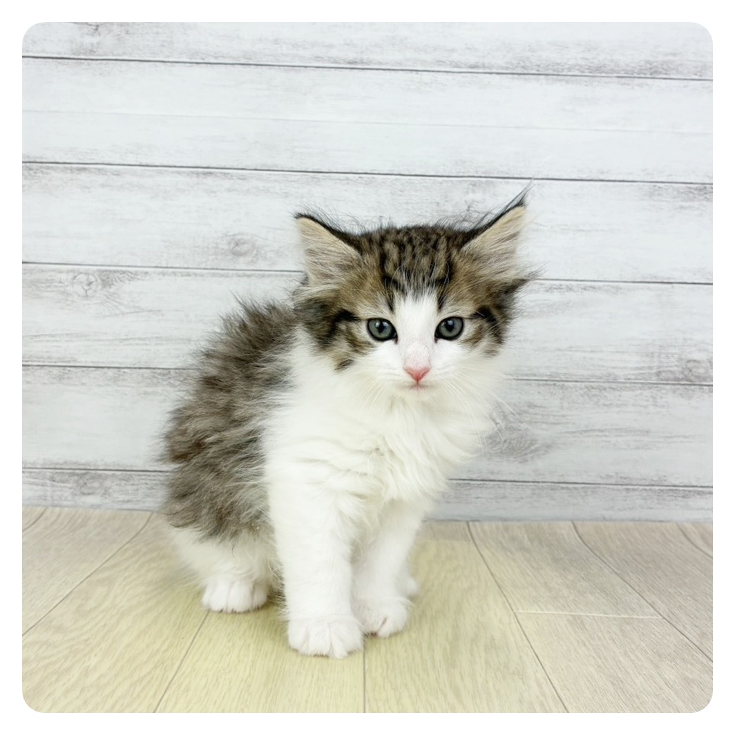 岐阜県のノルウェージャンフォレストキャット (犬の家＆猫の里カラフルタウン岐阜店/2026年1月2日生まれ/女の子/ブラウンタビーホワイト)の子猫の2枚目の画像