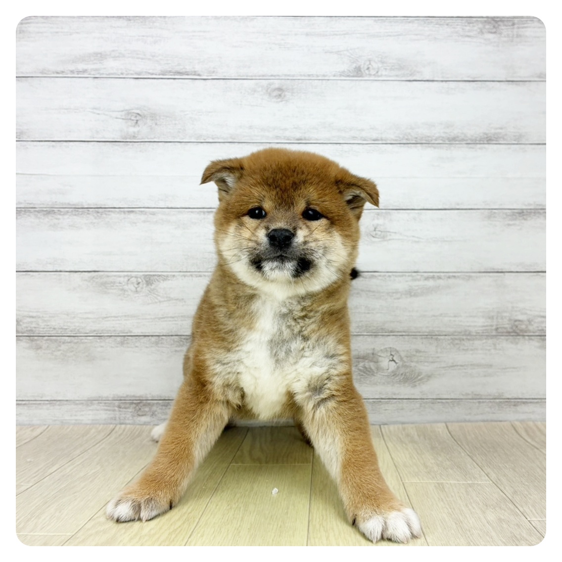 岐阜県の柴犬(標準サイズ) (犬の家＆猫の里中津川店/2026年1月3日生まれ/男の子/赤)の子犬の2枚目の画像