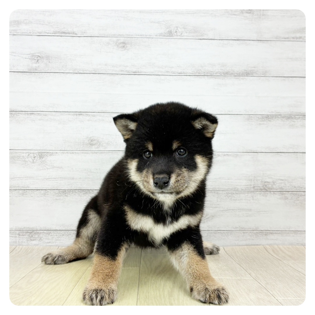 愛知県の柴犬(標準サイズ) (犬の家＆猫の里MiO香久山店/2026年1月3日生まれ/男の子/黒)の子犬