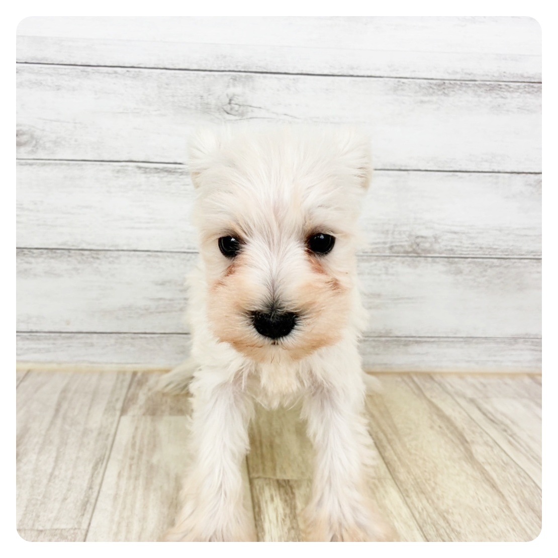 兵庫県のミニチュアシュナウザー (犬の家＆猫の里川西店/2026年1月3日生まれ/女の子/ホワイト)の子犬