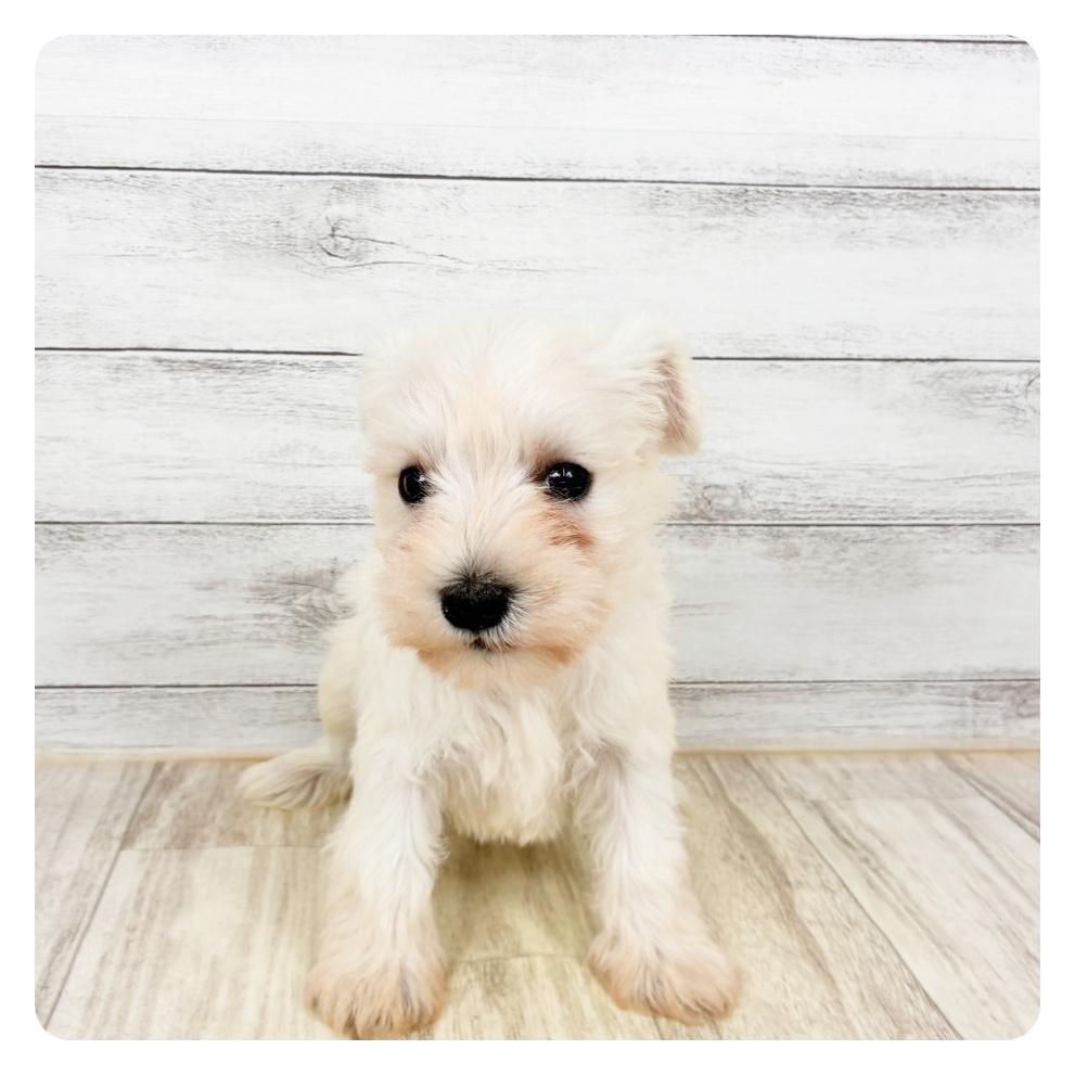 兵庫県のミニチュアシュナウザー (犬の家＆猫の里川西店/2026年1月3日生まれ/女の子/ホワイト)の子犬